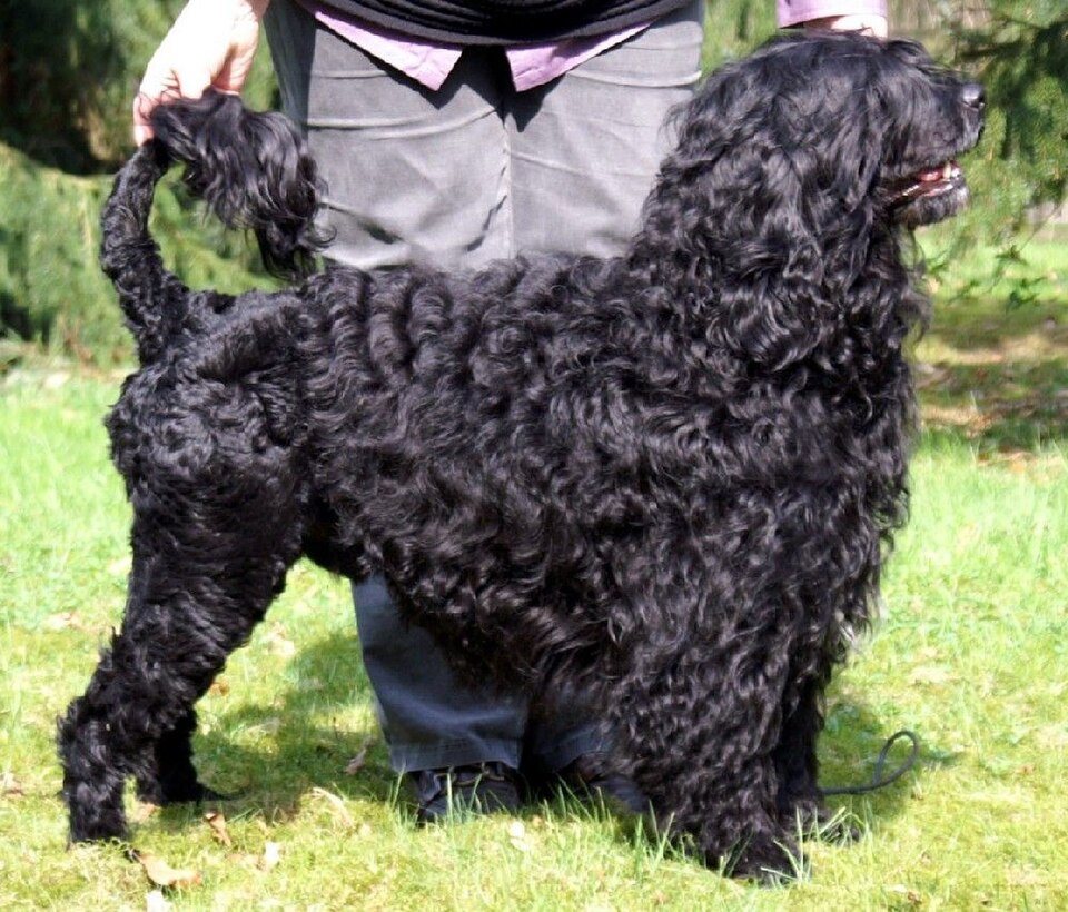 Photograph showing the Portuguese Water Dog breed