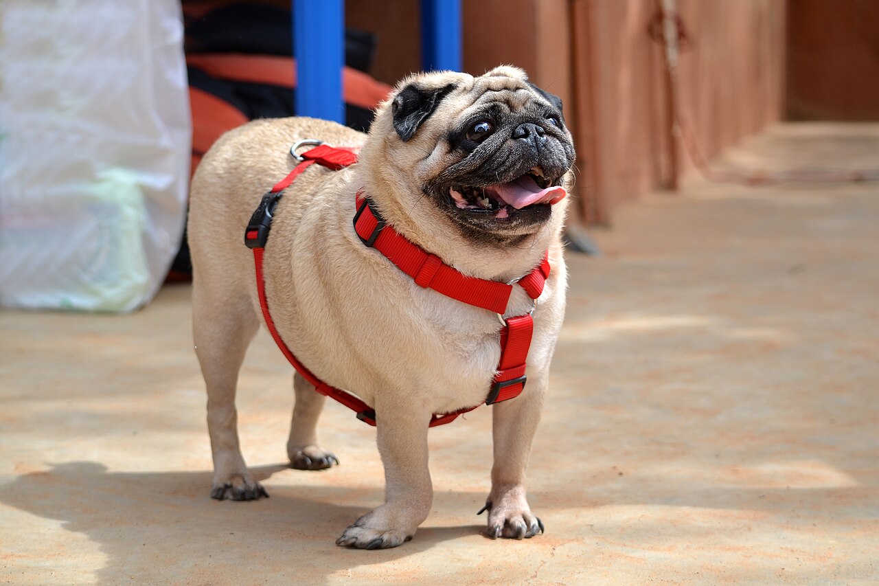 Photograph showing the Pug breed