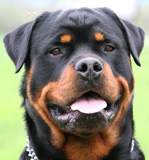 Photograph showing the Rottweiler breed