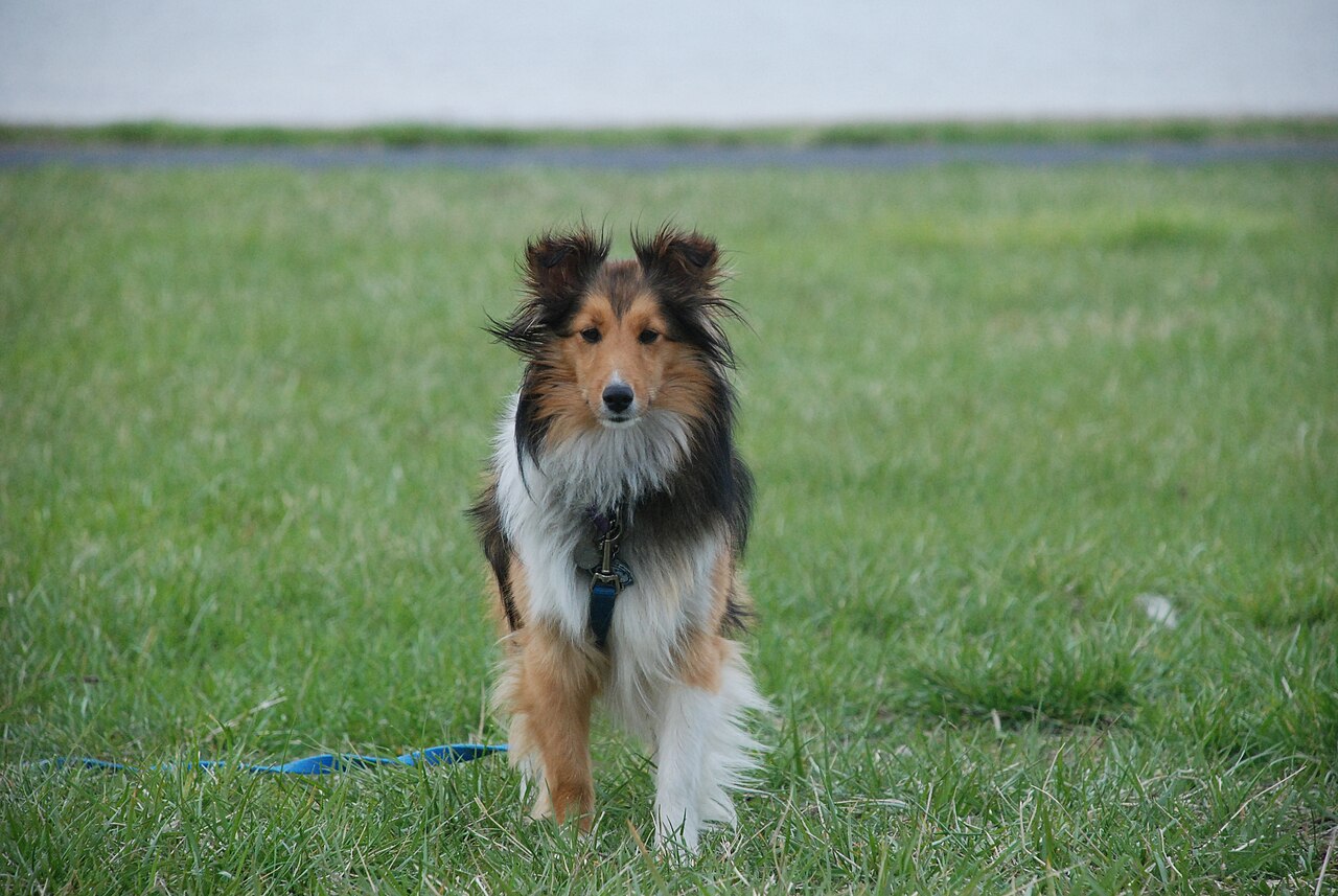 Photograph showing the Shetland Sheepdog breed