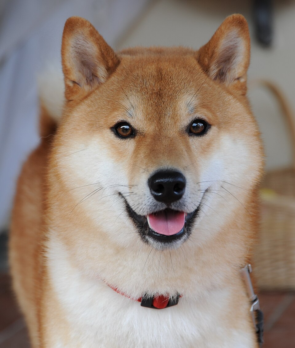 Photograph showing the Shiba Inu breed