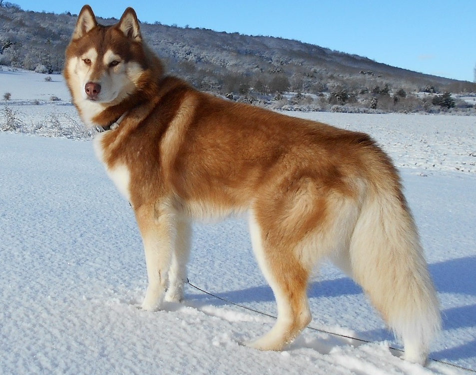 Photograph showing the Siberian Husky breed