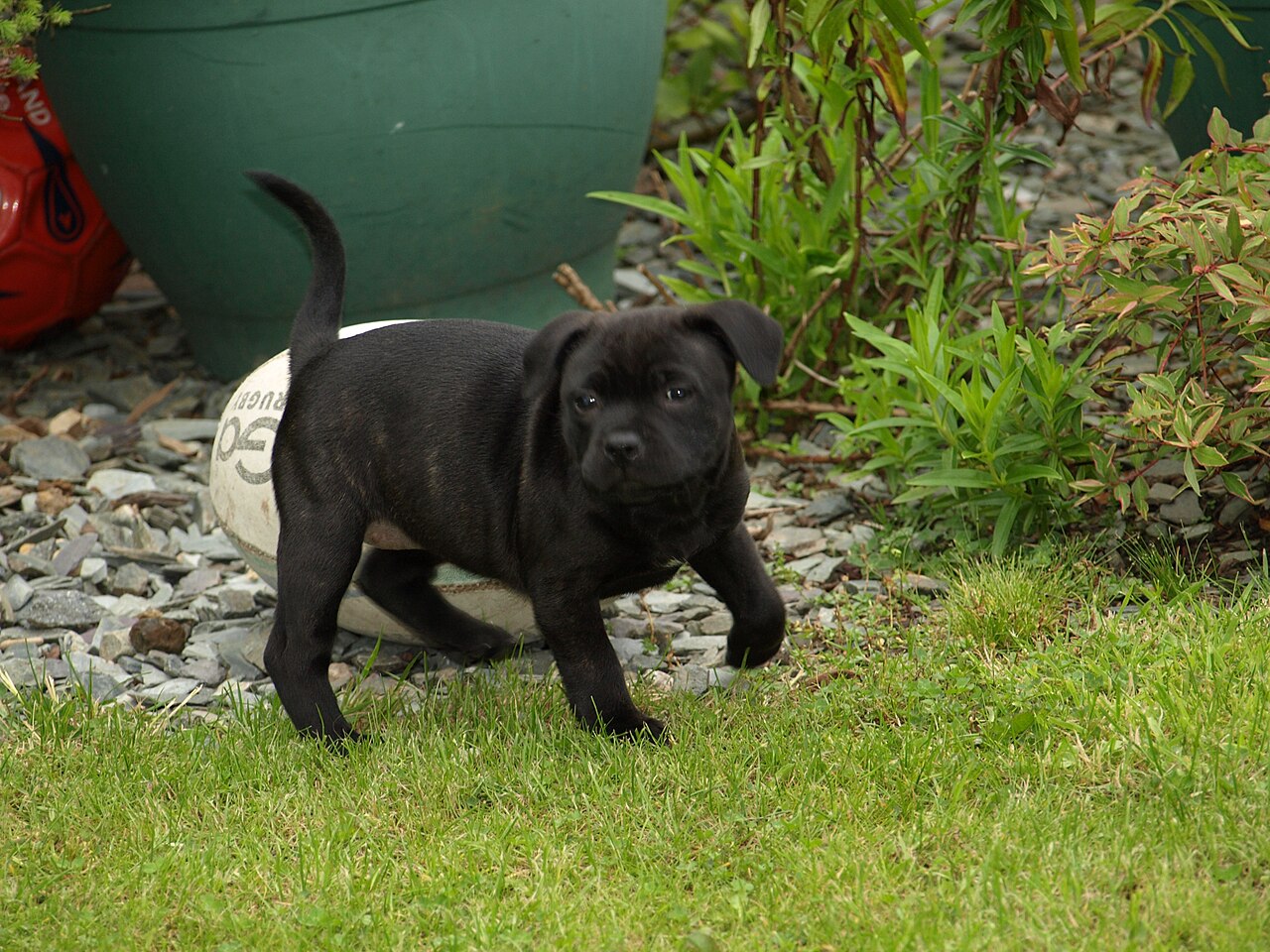 Photograph showing the Staffordshire Bull Terrier breed