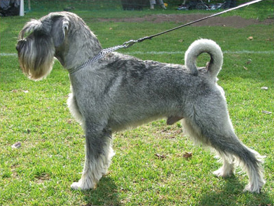 Photograph showing the Standard Schnauzer breed