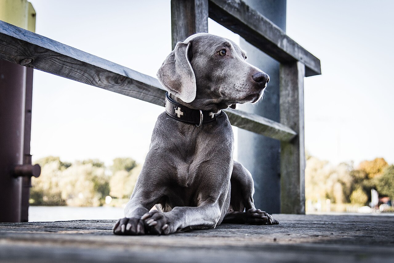 Photograph showing the Weimaraner breed