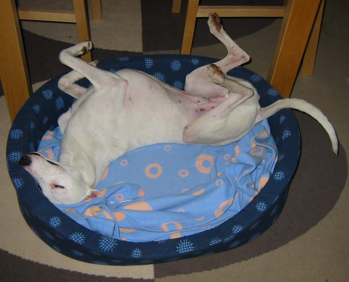 Photograph showing the Whippet breed