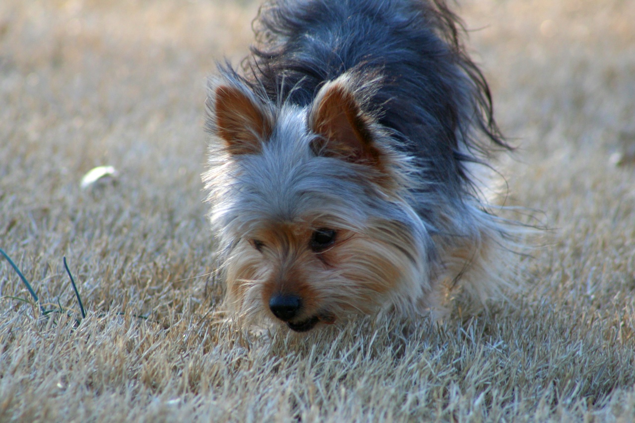 Photograph showing the Yorkshire Terrier breed