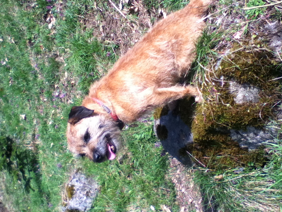 Photograph showing the Border Terrier breed