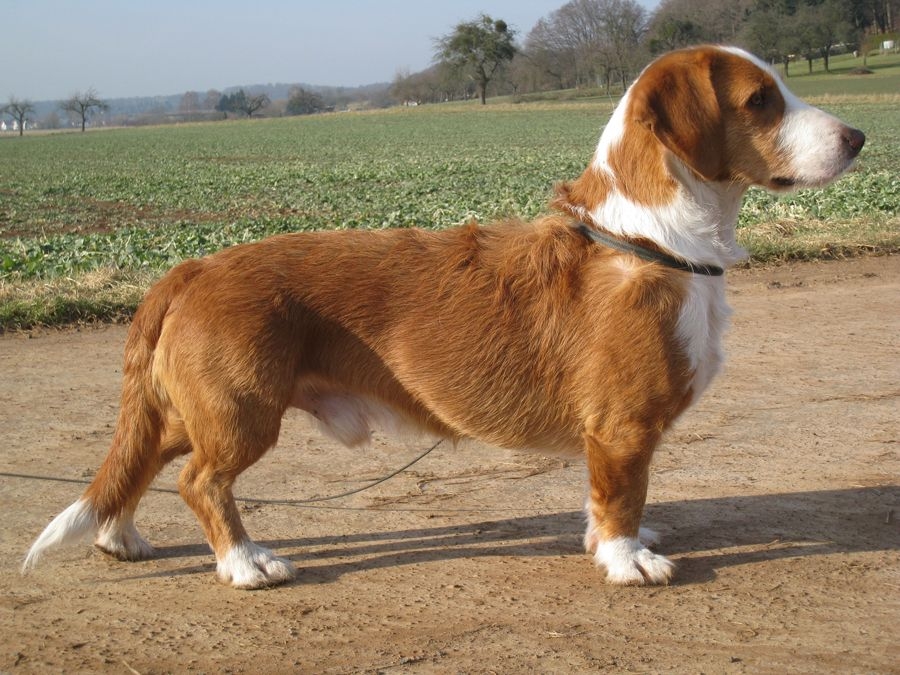 Photograph showing the Westphalian Dachsbracke breed