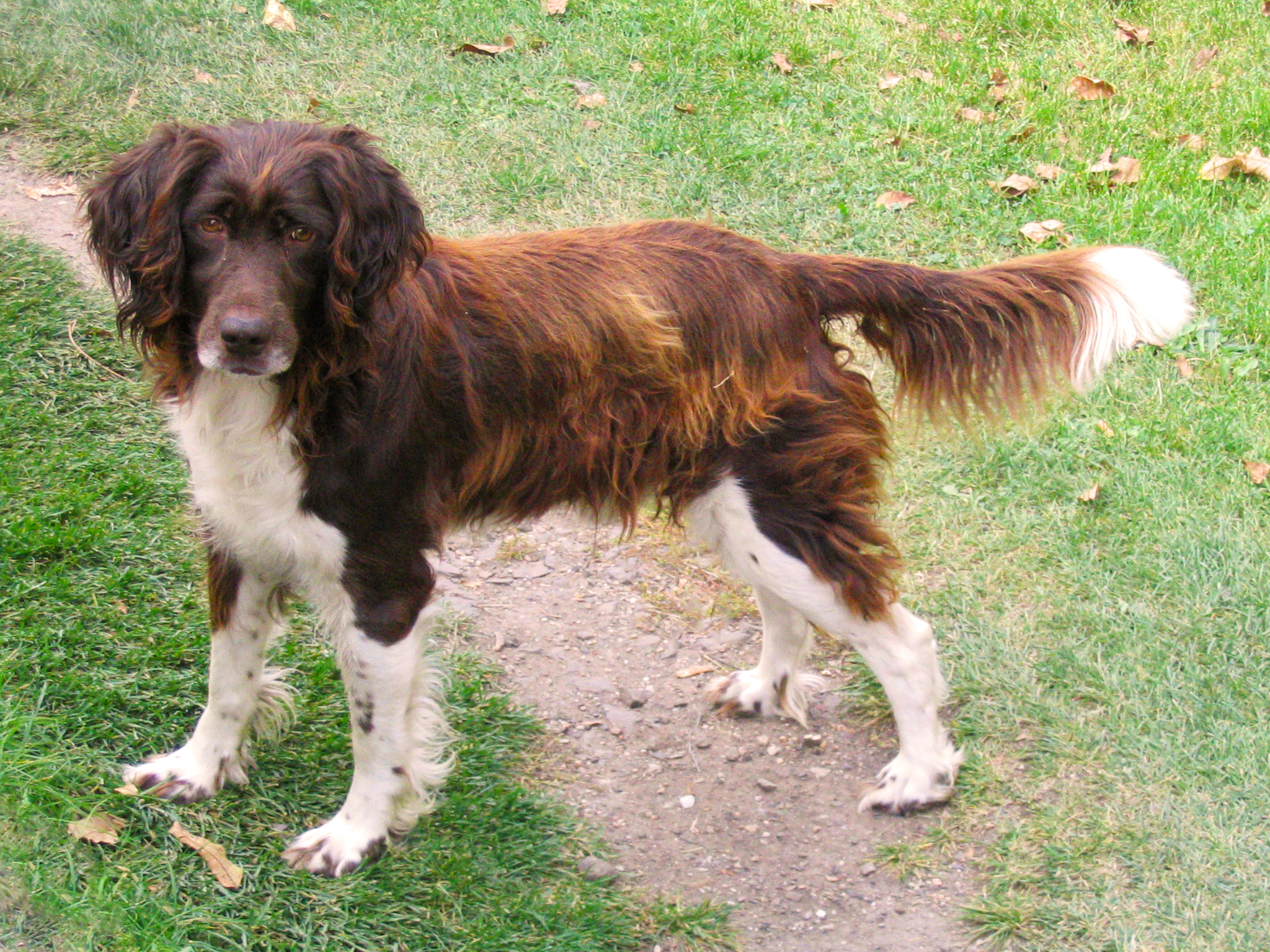 Photograph showing the Small Munsterlander breed