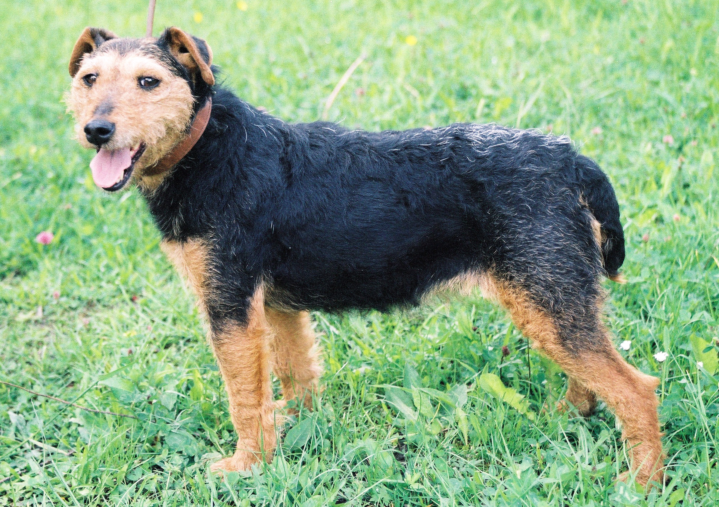 Photograph showing the German Hunting Terrier breed