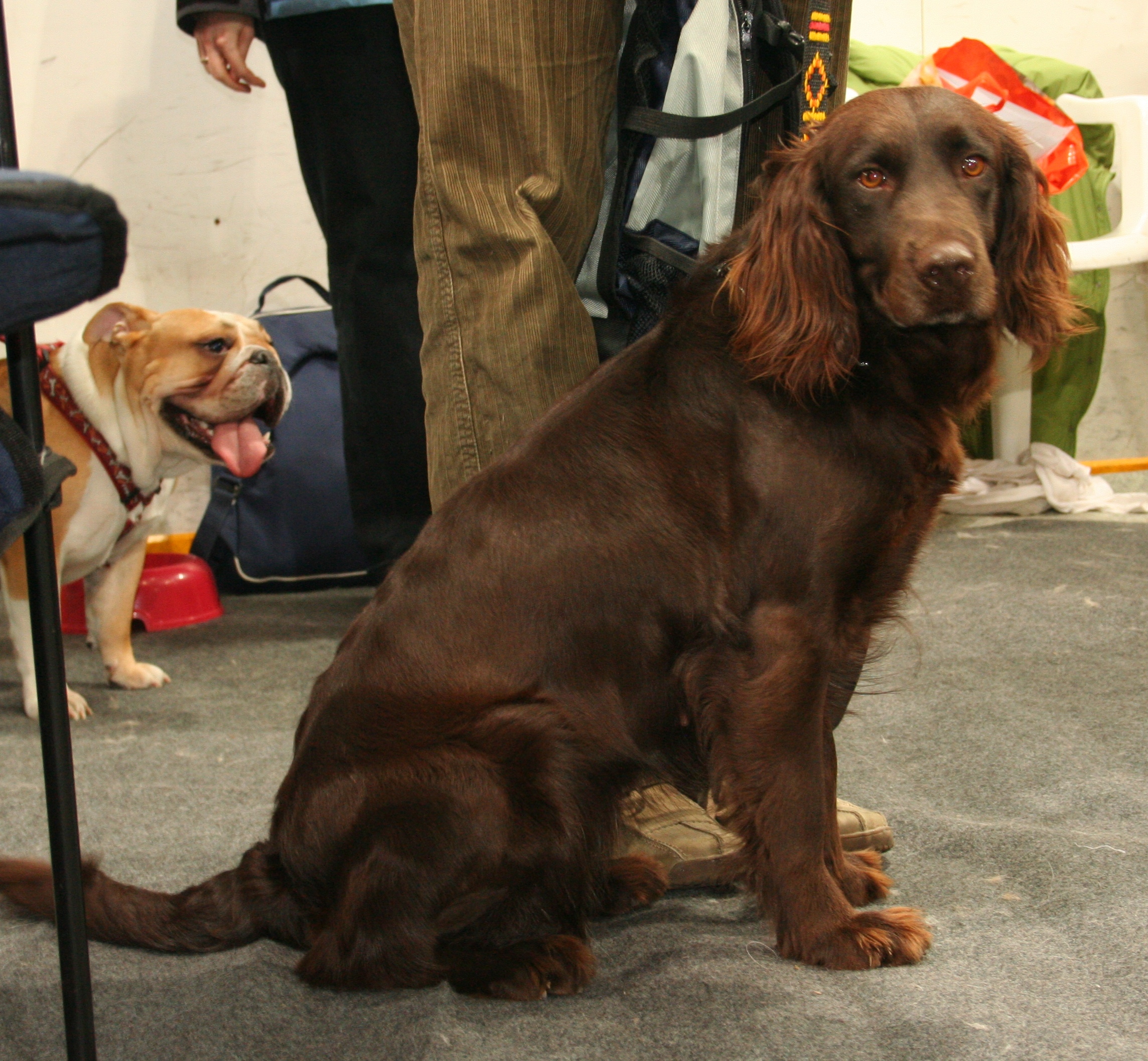 Photograph showing the German Spaniel breed