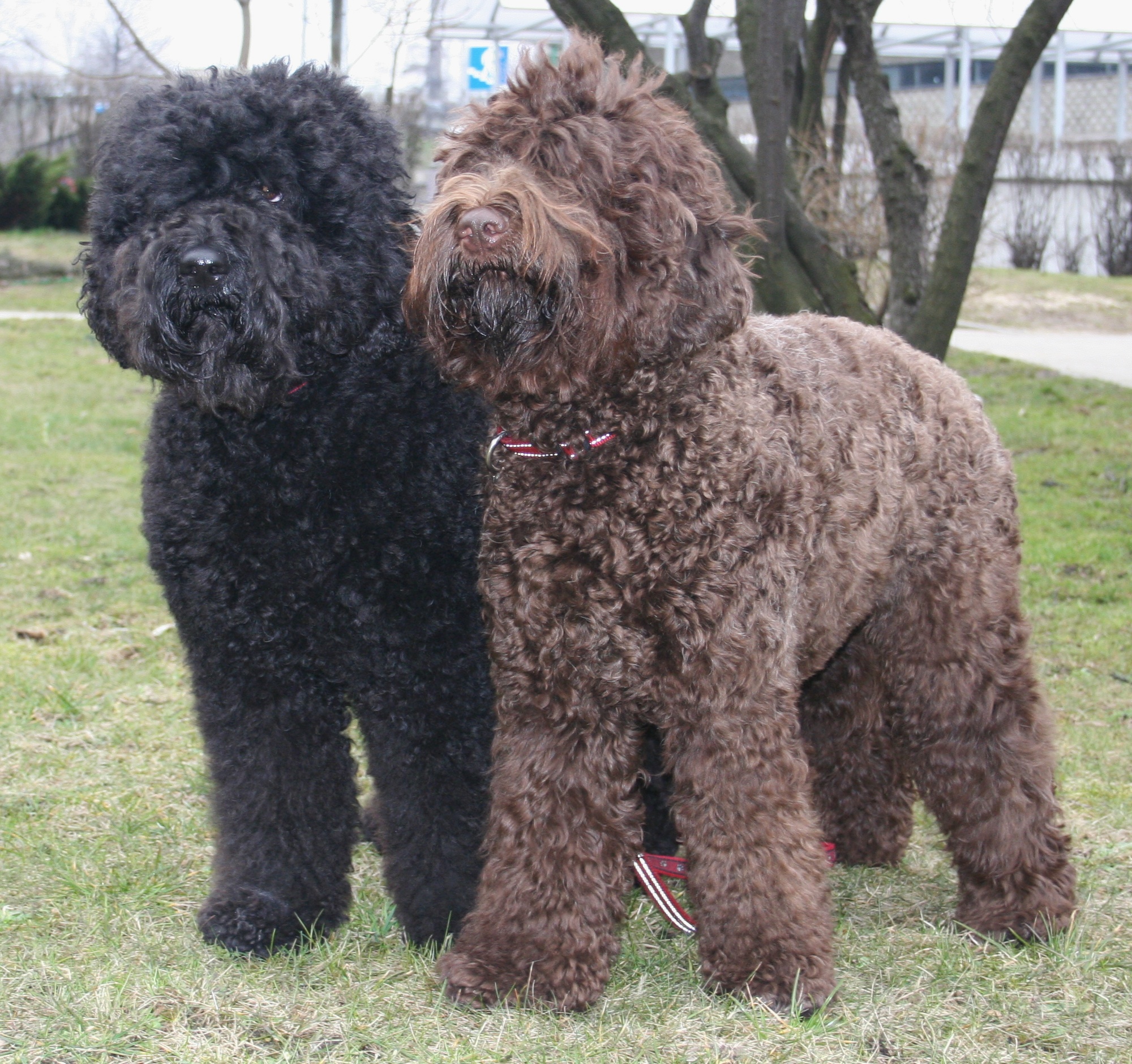 Photograph showing the Barbet breed