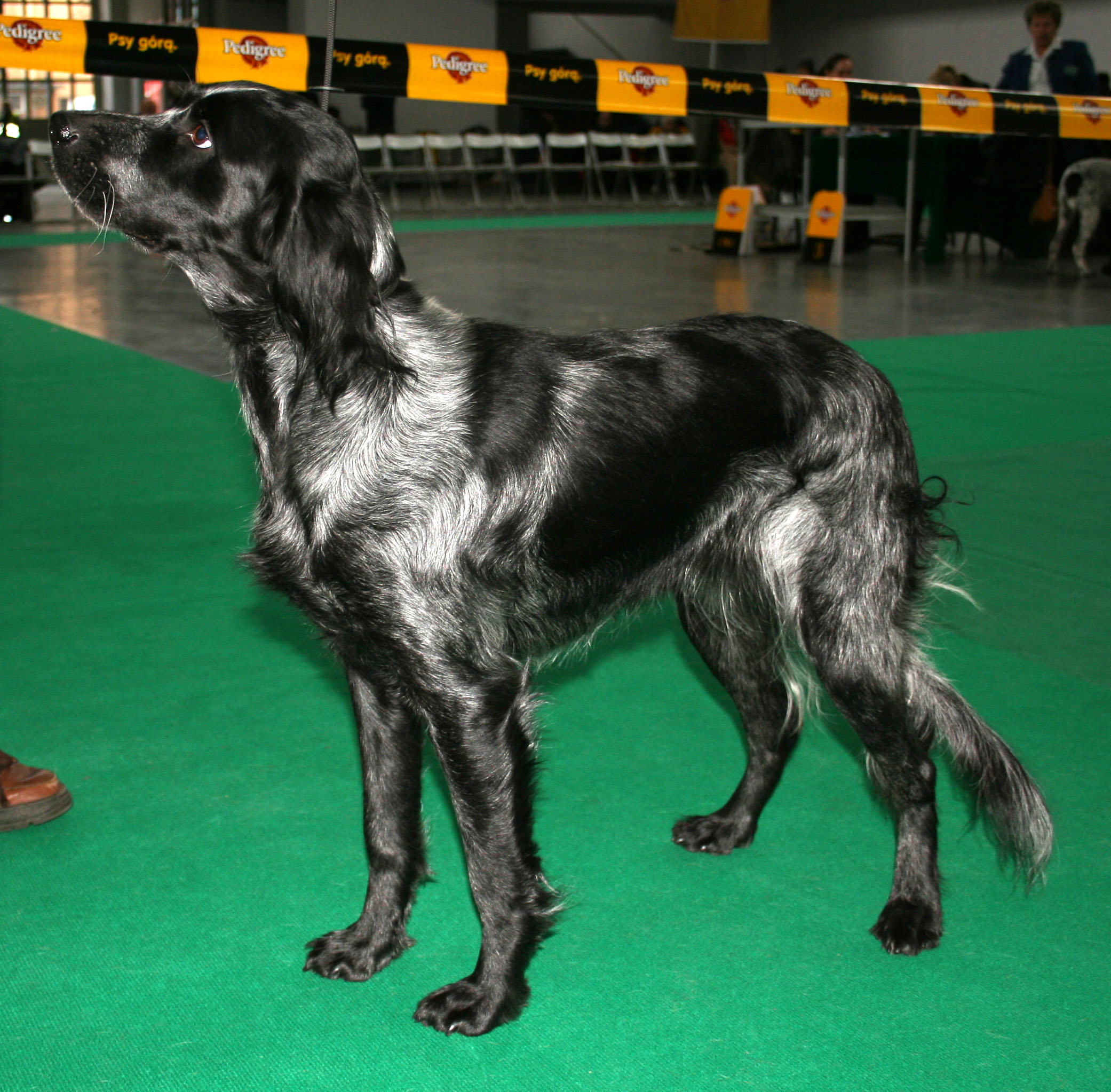 Photograph showing the Blue Picardy Spaniel breed