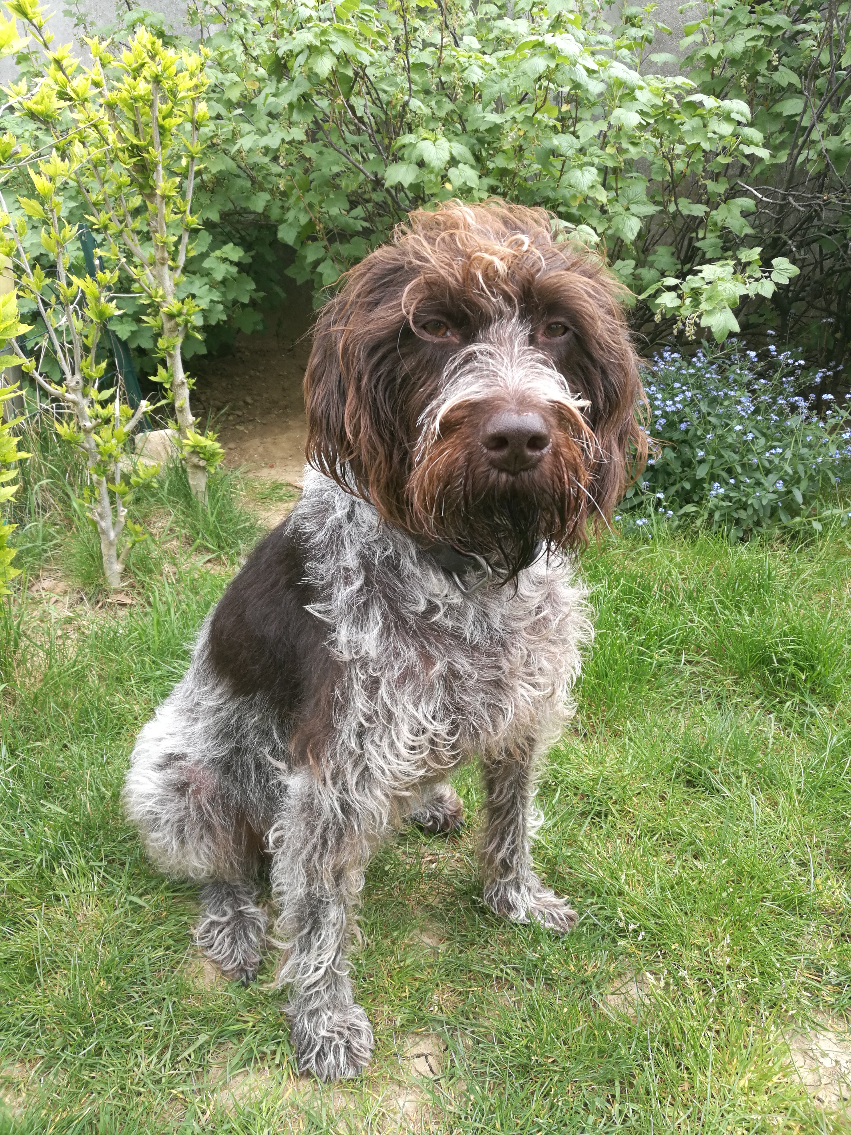 Photograph showing the Wirehaired Pointing Griffon breed