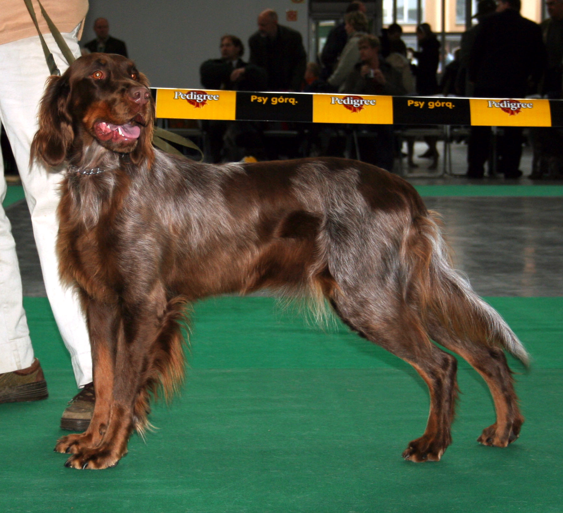 Photograph showing the Picardy Spaniel breed