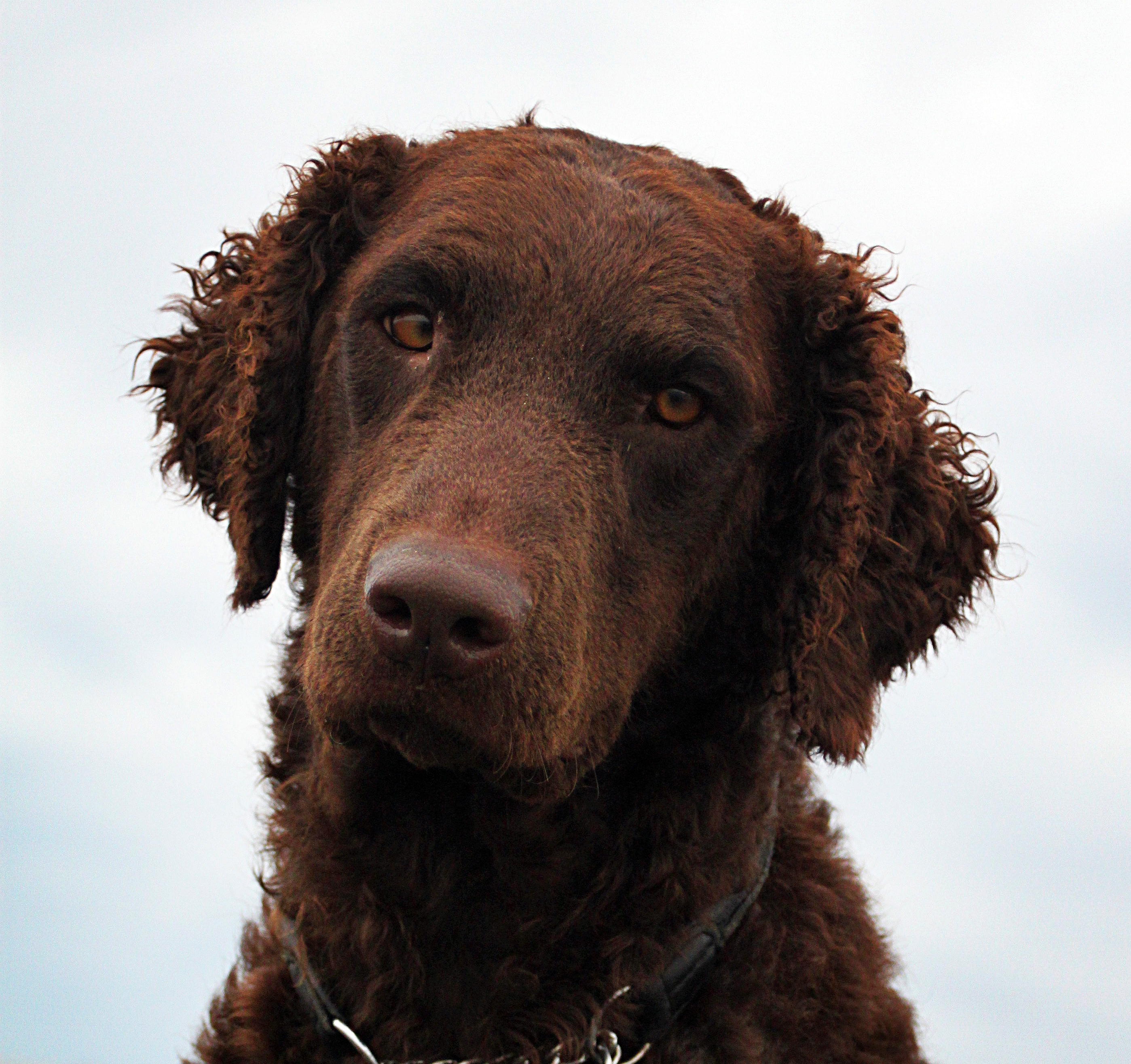 Photograph showing the Curly-Coated Retriever breed
