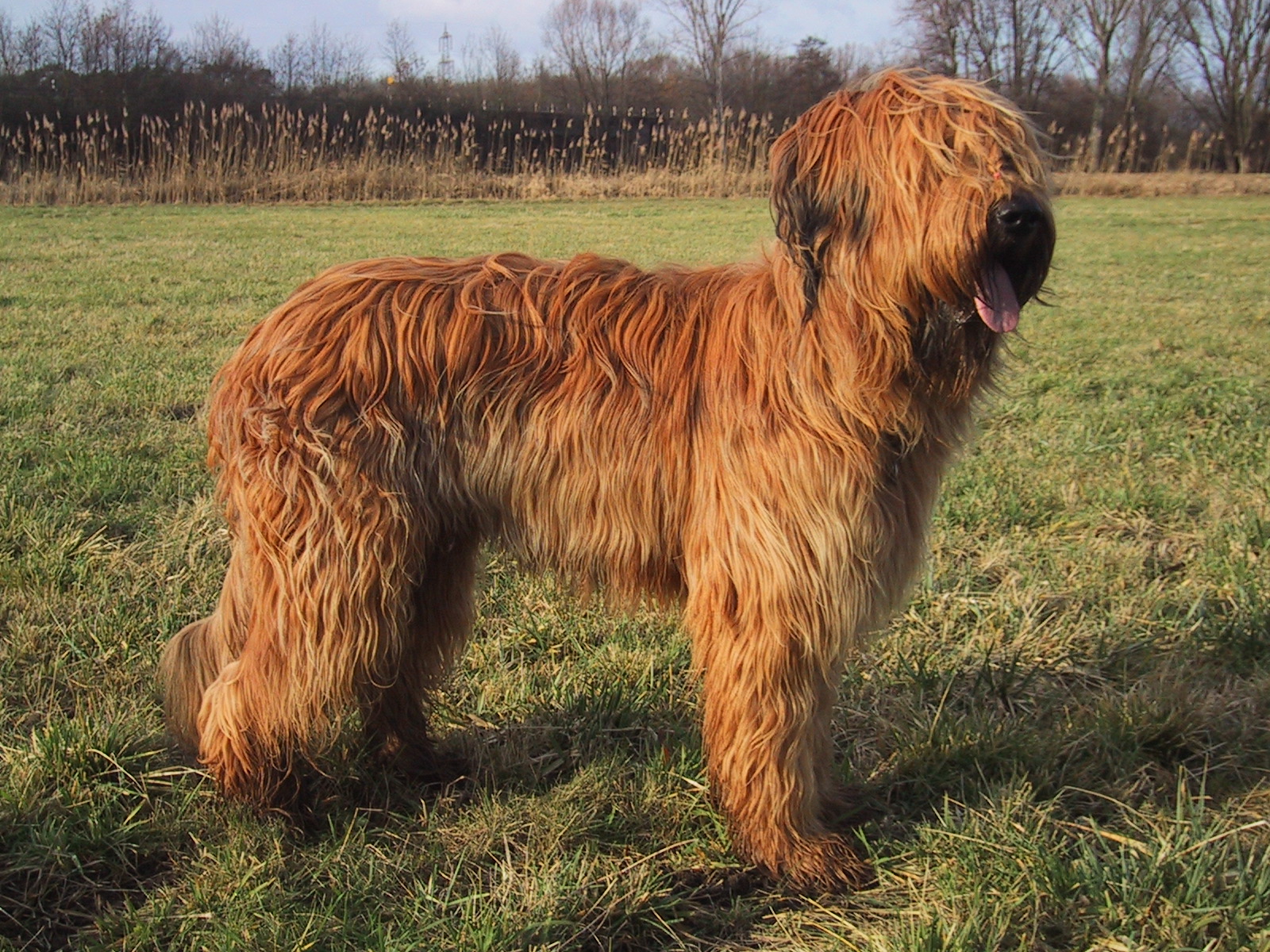 Photograph showing the Briard breed