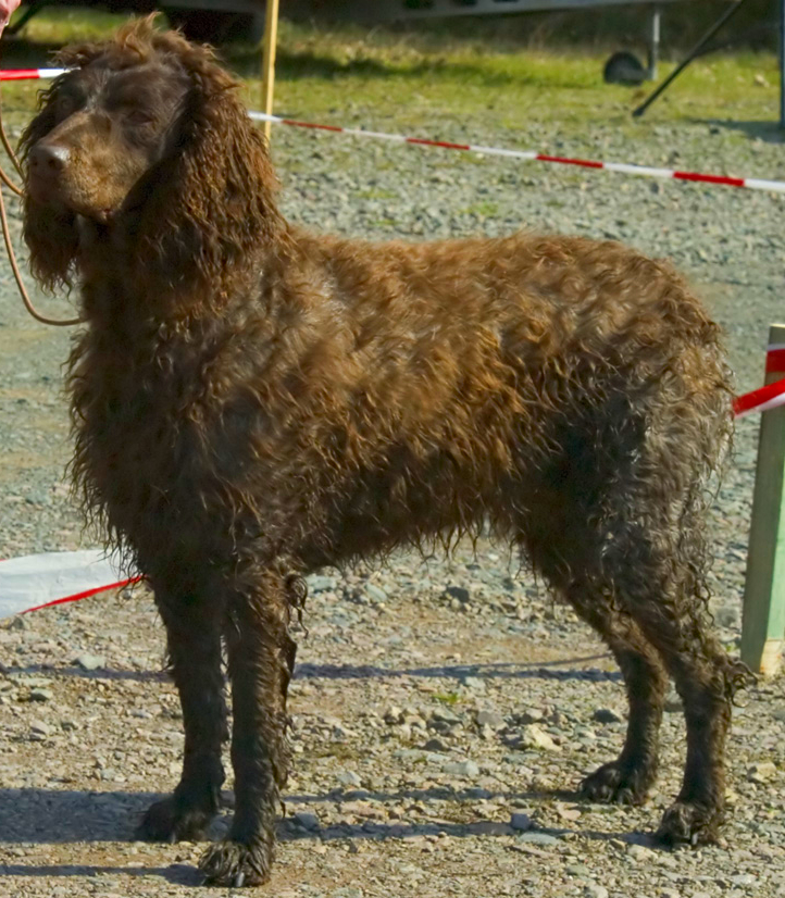 Photograph showing the Pont-Audemer Spaniel breed