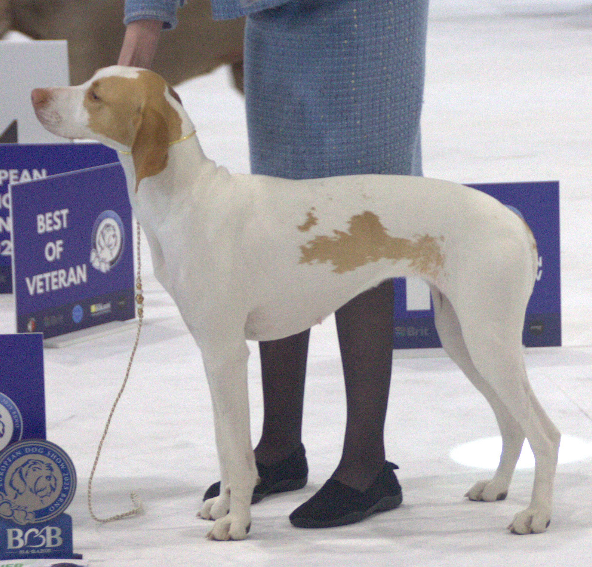 Photograph showing the Saint-Germain Pointer breed
