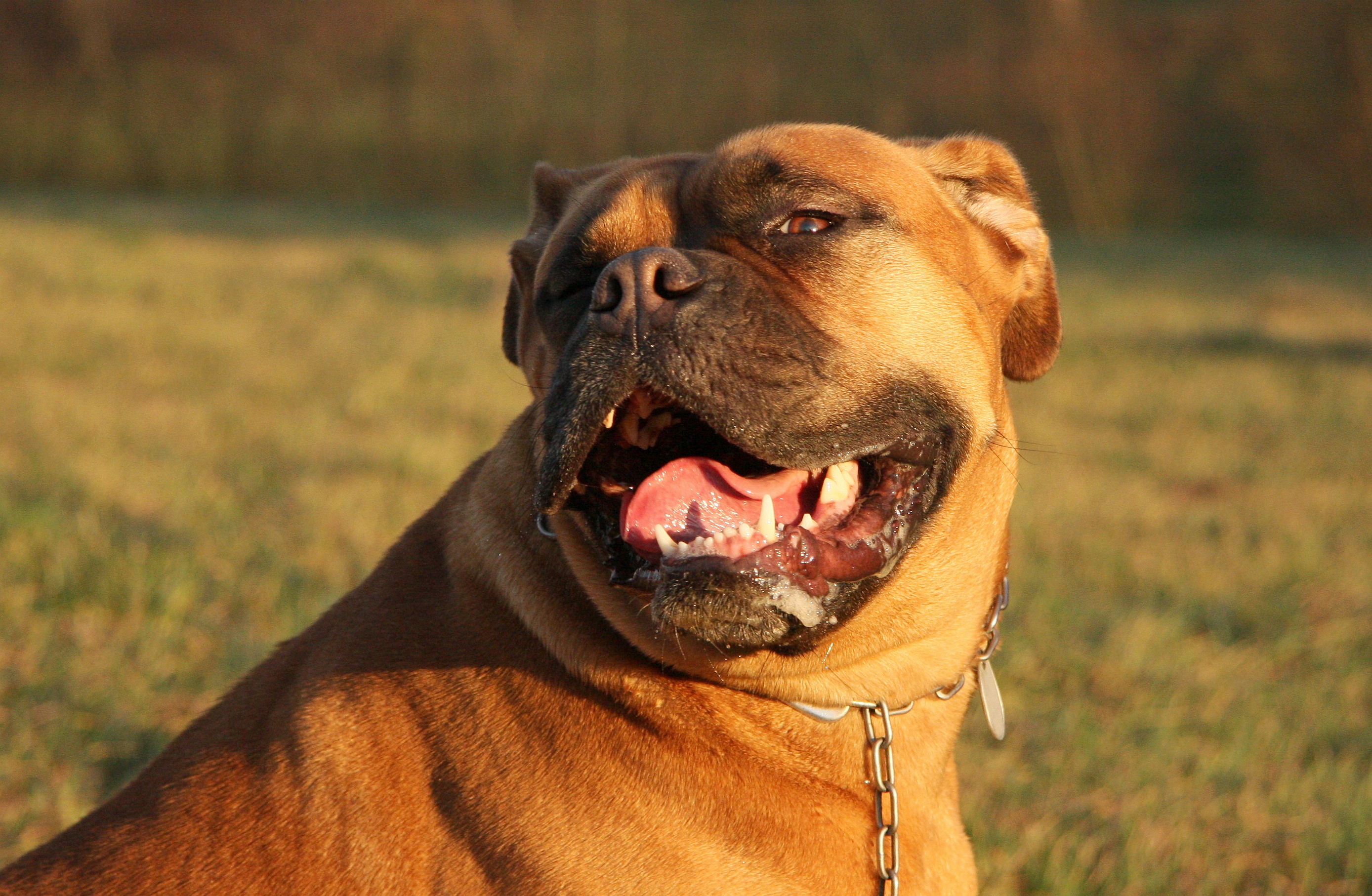 Photograph showing the Dogue de Bordeaux breed