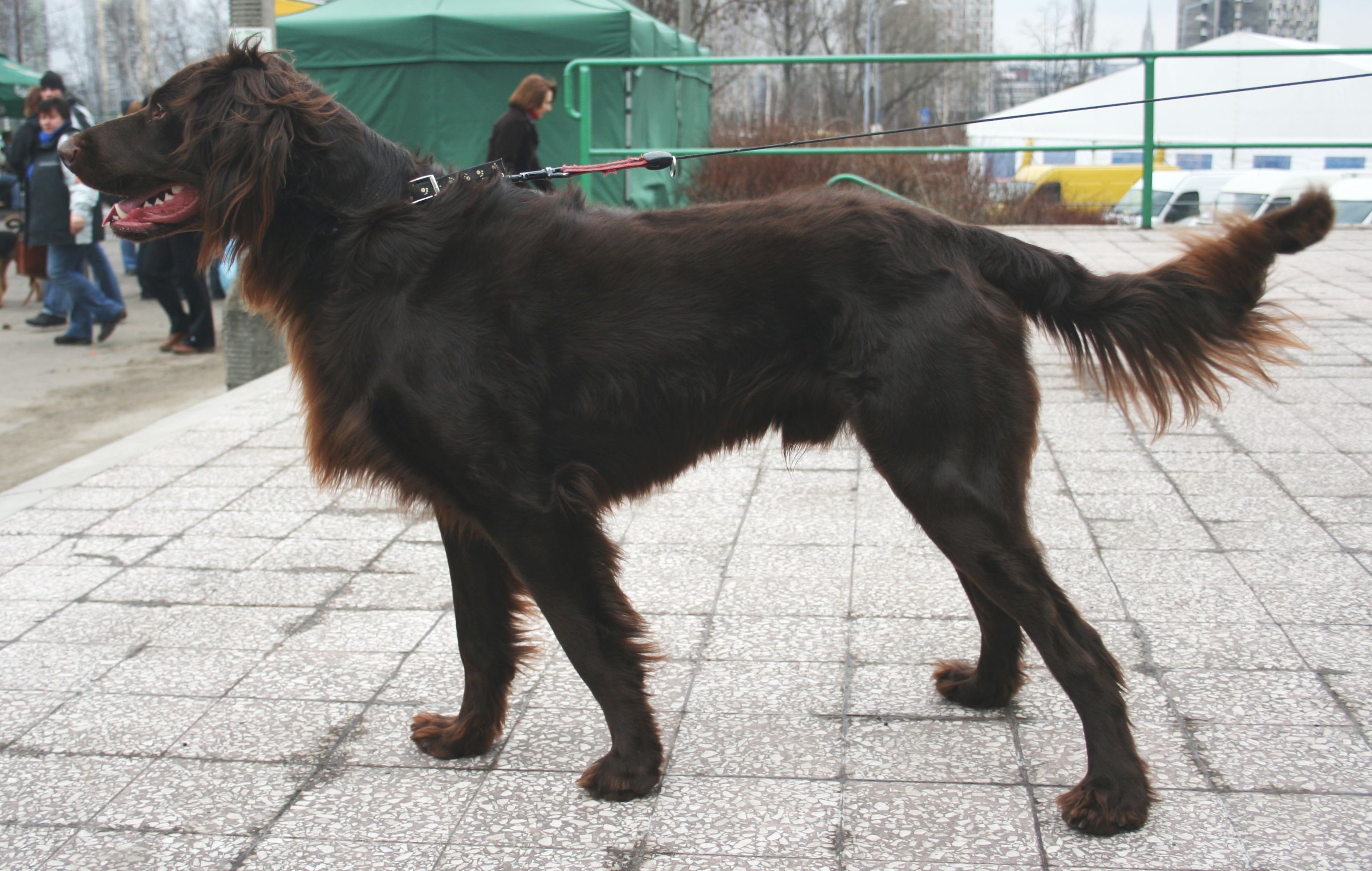 Photograph showing the German Longhaired Pointer breed