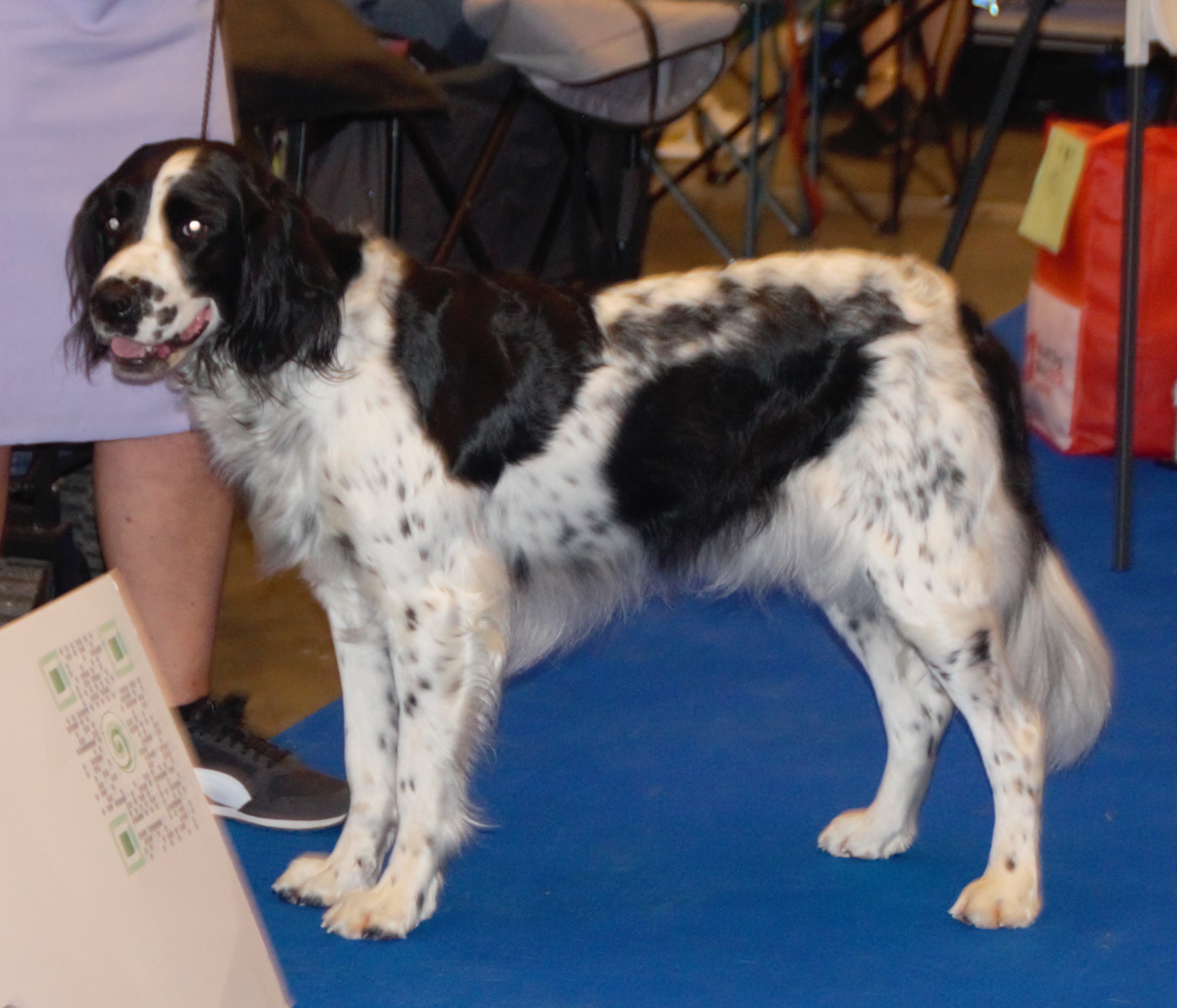 Photograph showing the Large Munsterlander breed