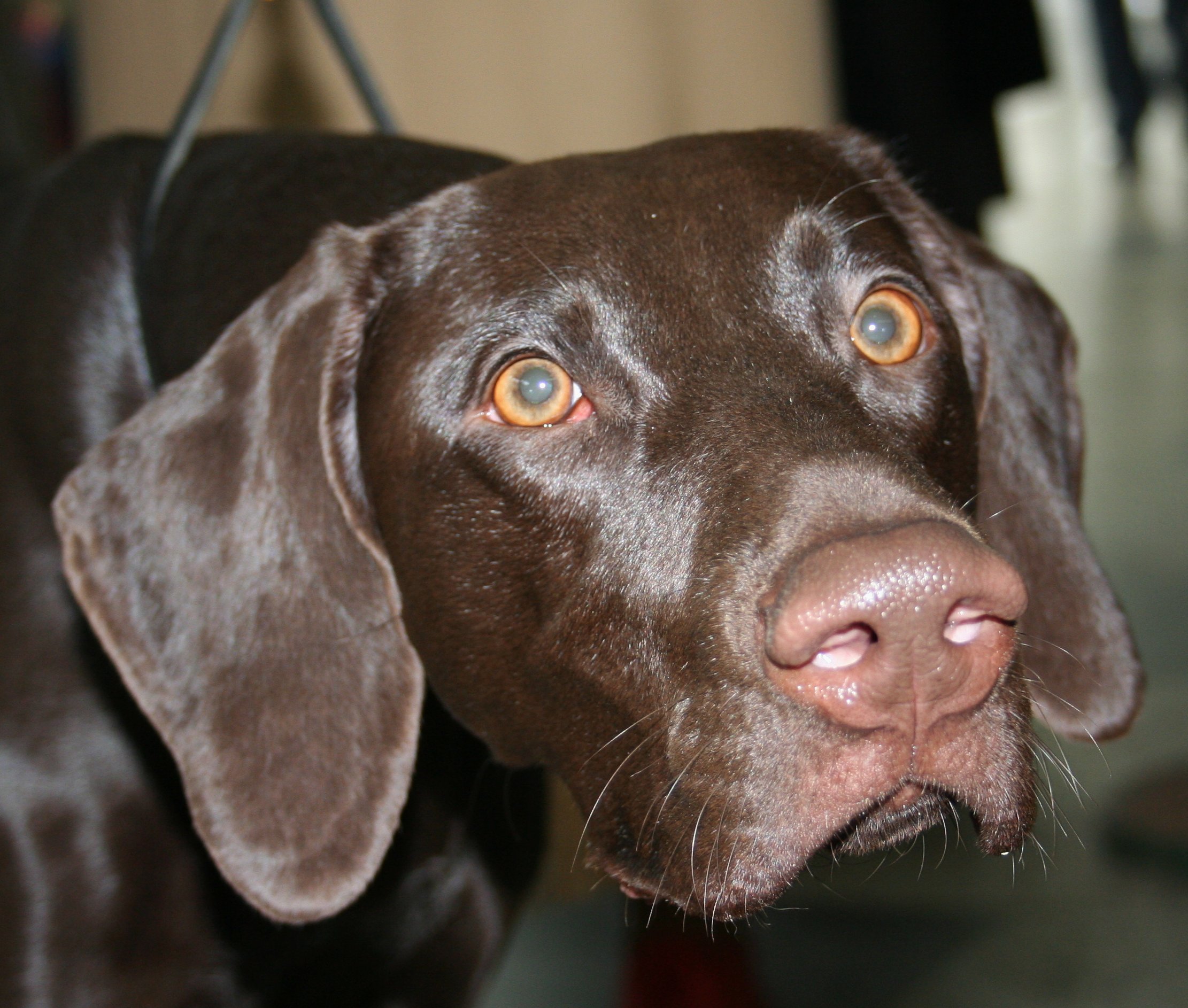 Photograph showing the German Shorthaired Pointer breed