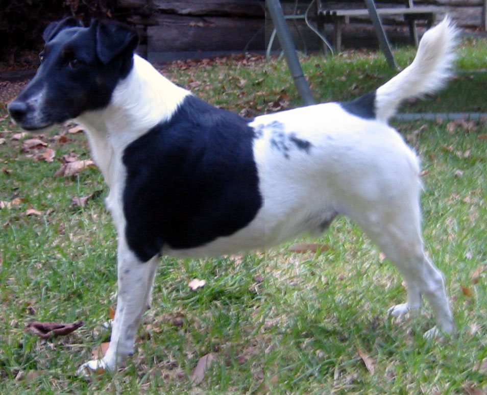 Photograph showing the Smooth Fox Terrier breed
