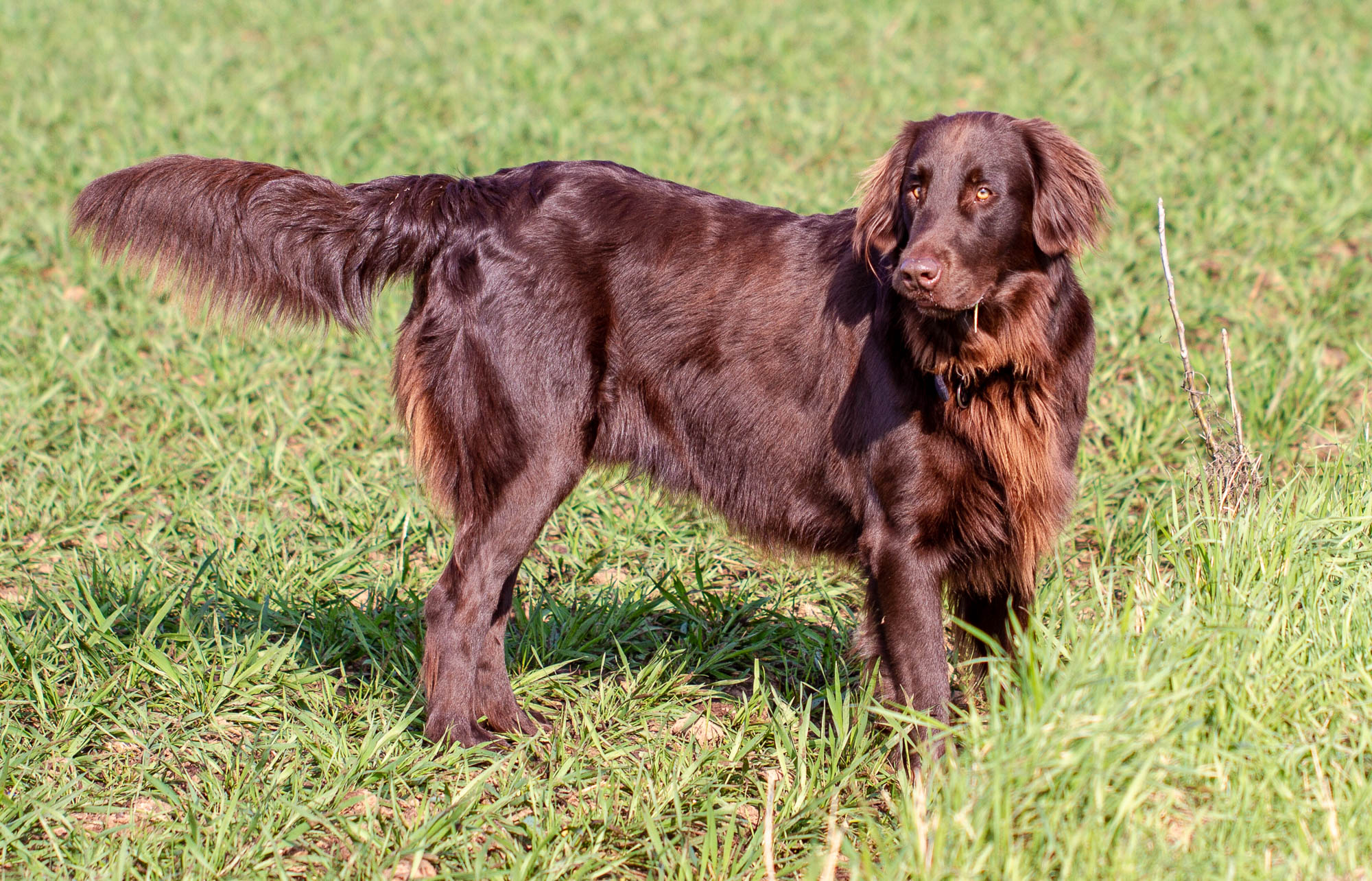Photograph showing the Flat-Coated Retriever breed
