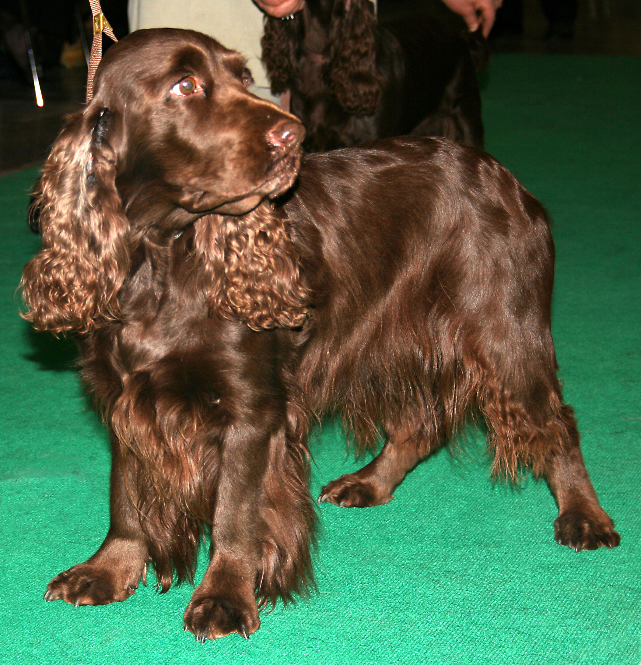 Photograph showing the Field Spaniel breed