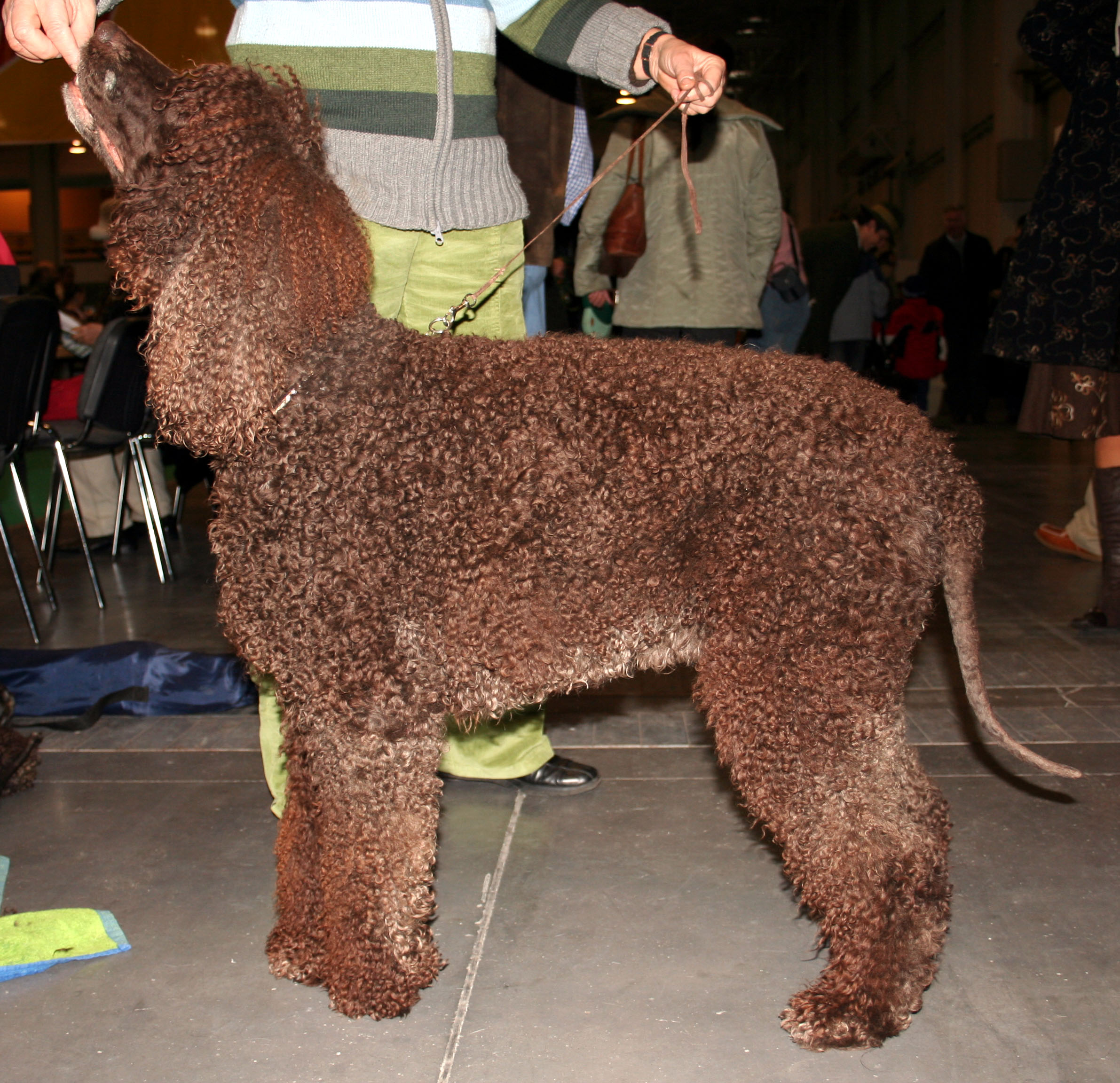 Photograph showing the Irish Water Spaniel breed