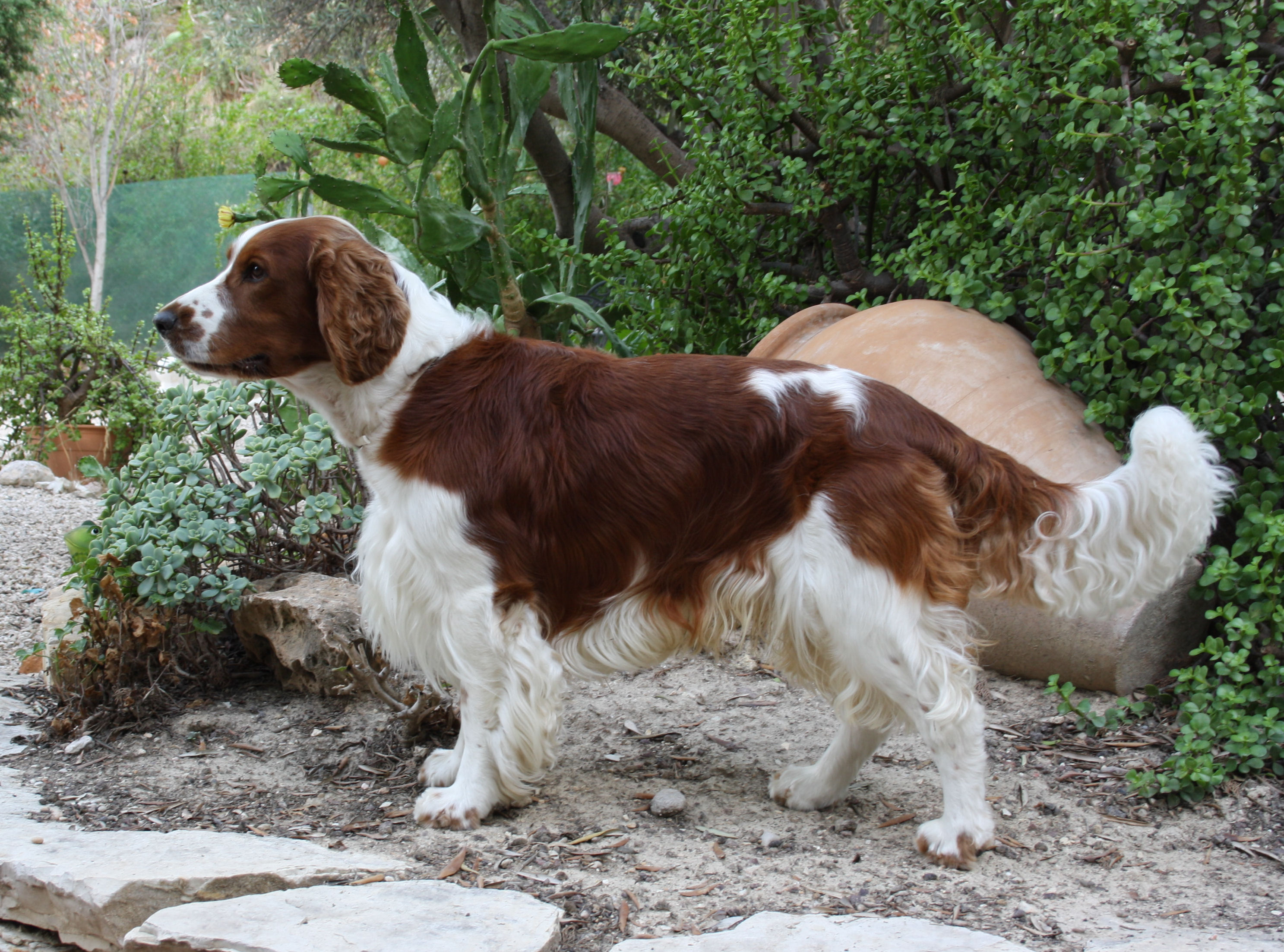 Photograph showing the Welsh Springer Spaniel breed