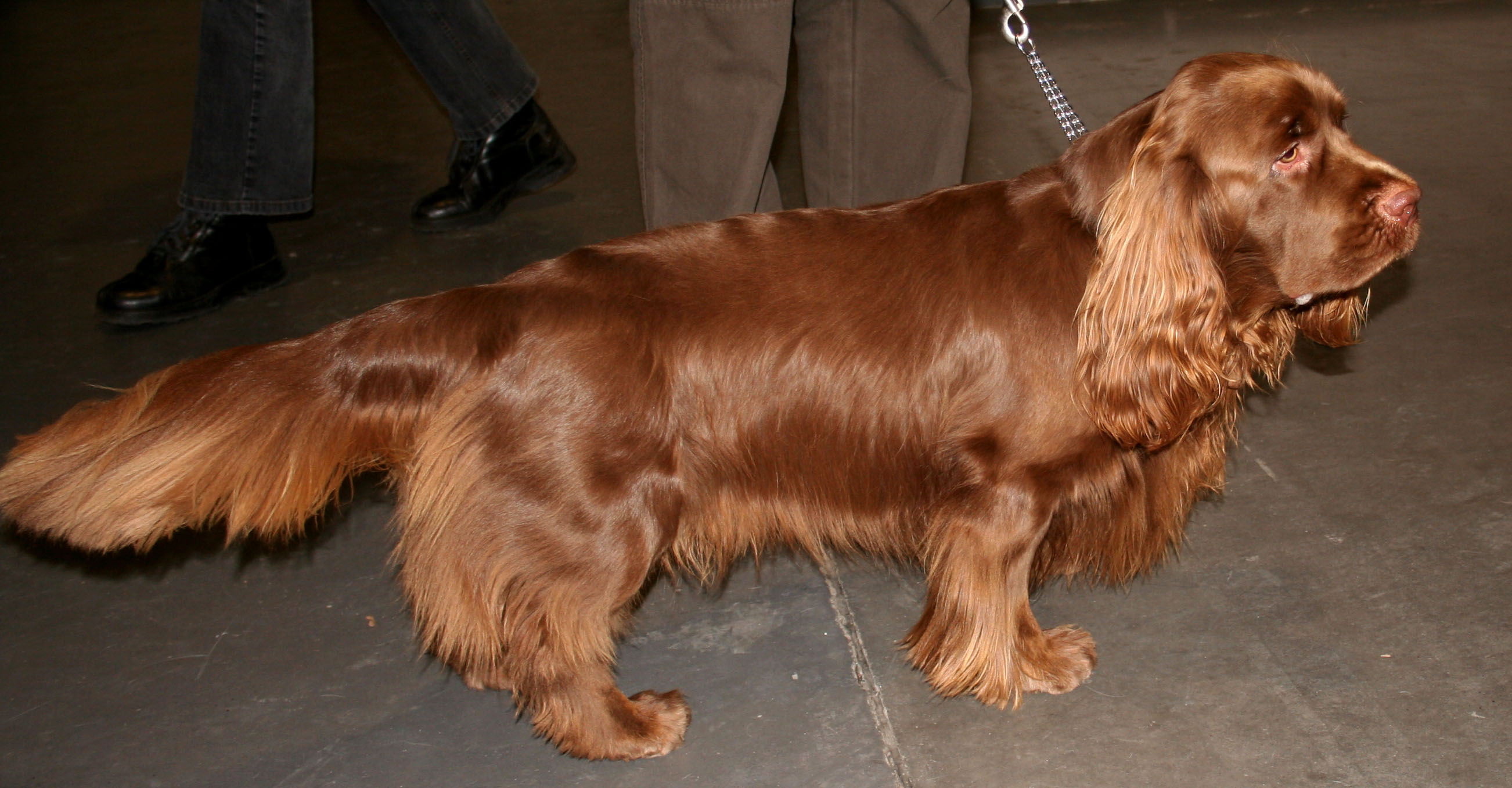 Photograph showing the Sussex Spaniel breed