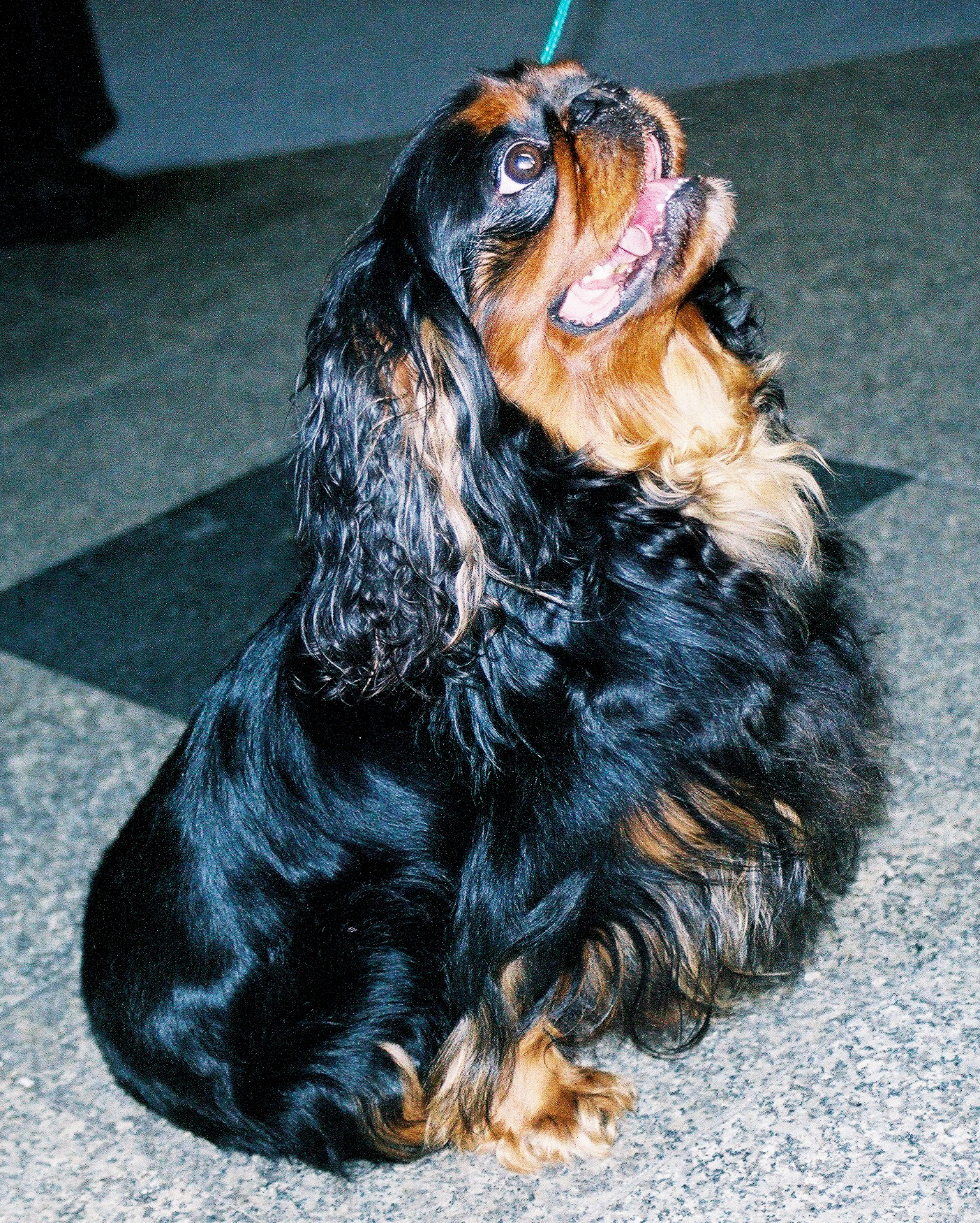 Photograph showing the King Charles Spaniel breed