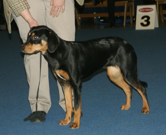 Photograph showing the Smaland Hound breed