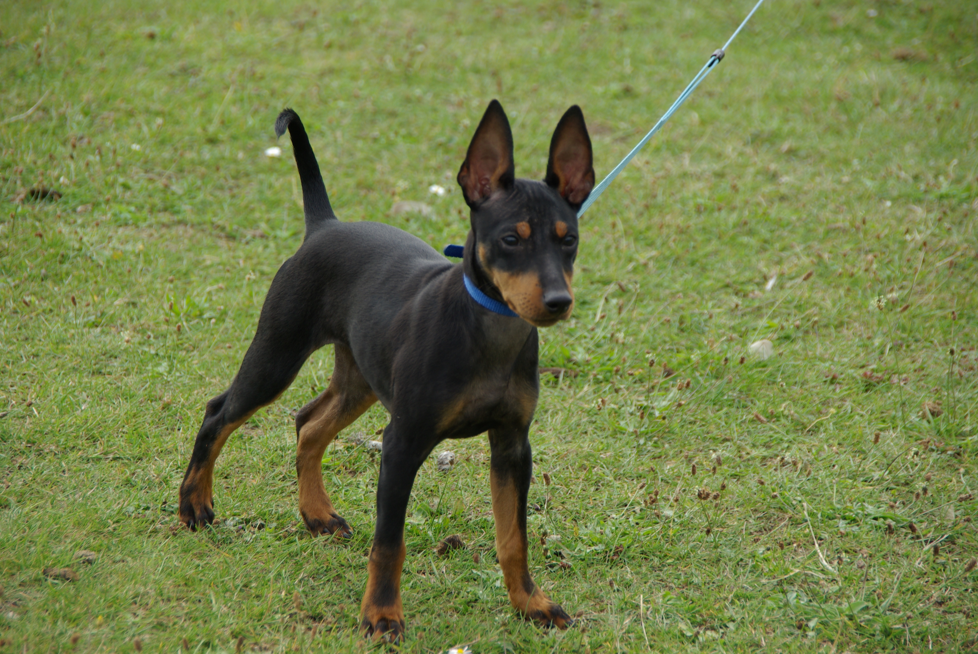 Photograph showing the English Toy Terrier breed