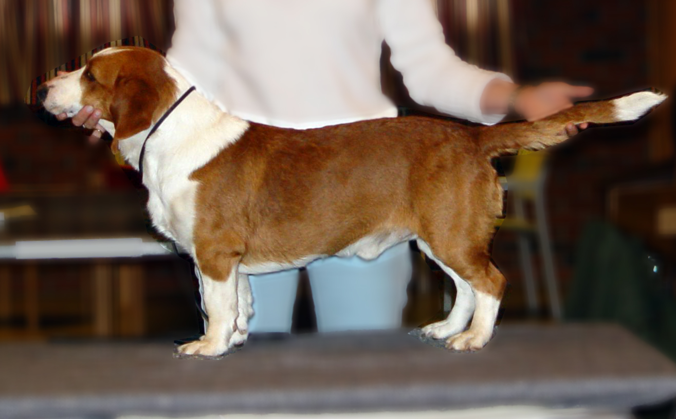Photograph showing the Drever breed