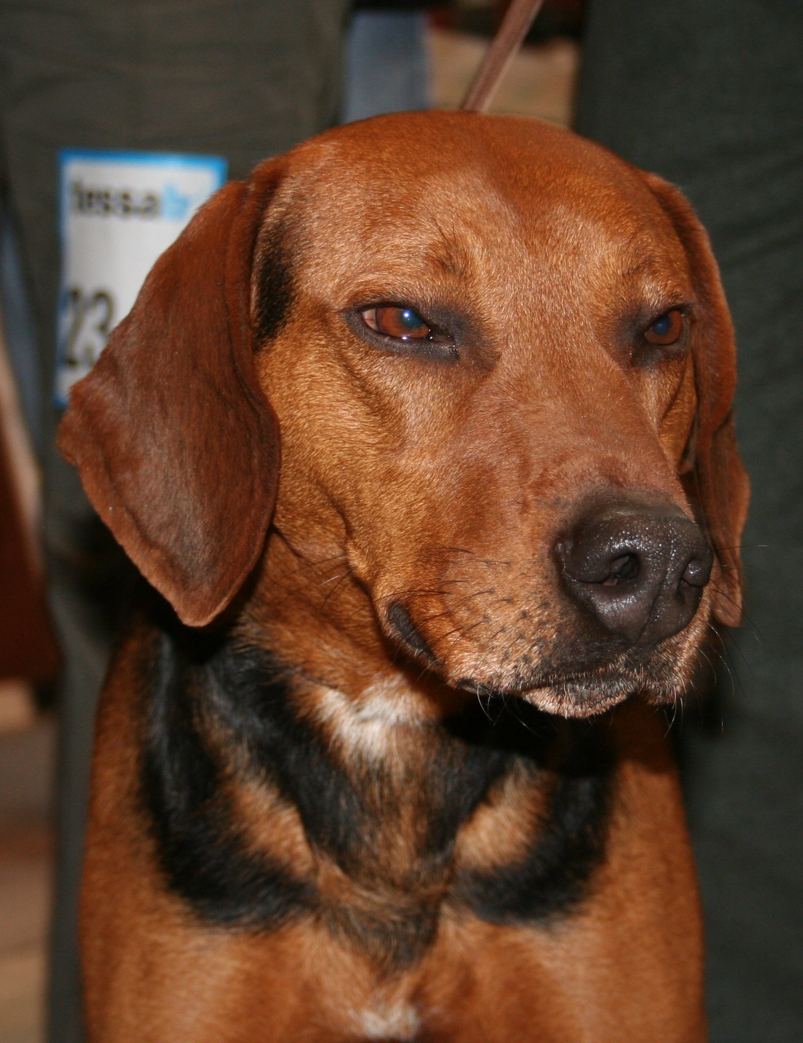 Photograph showing the Schiller Hound breed