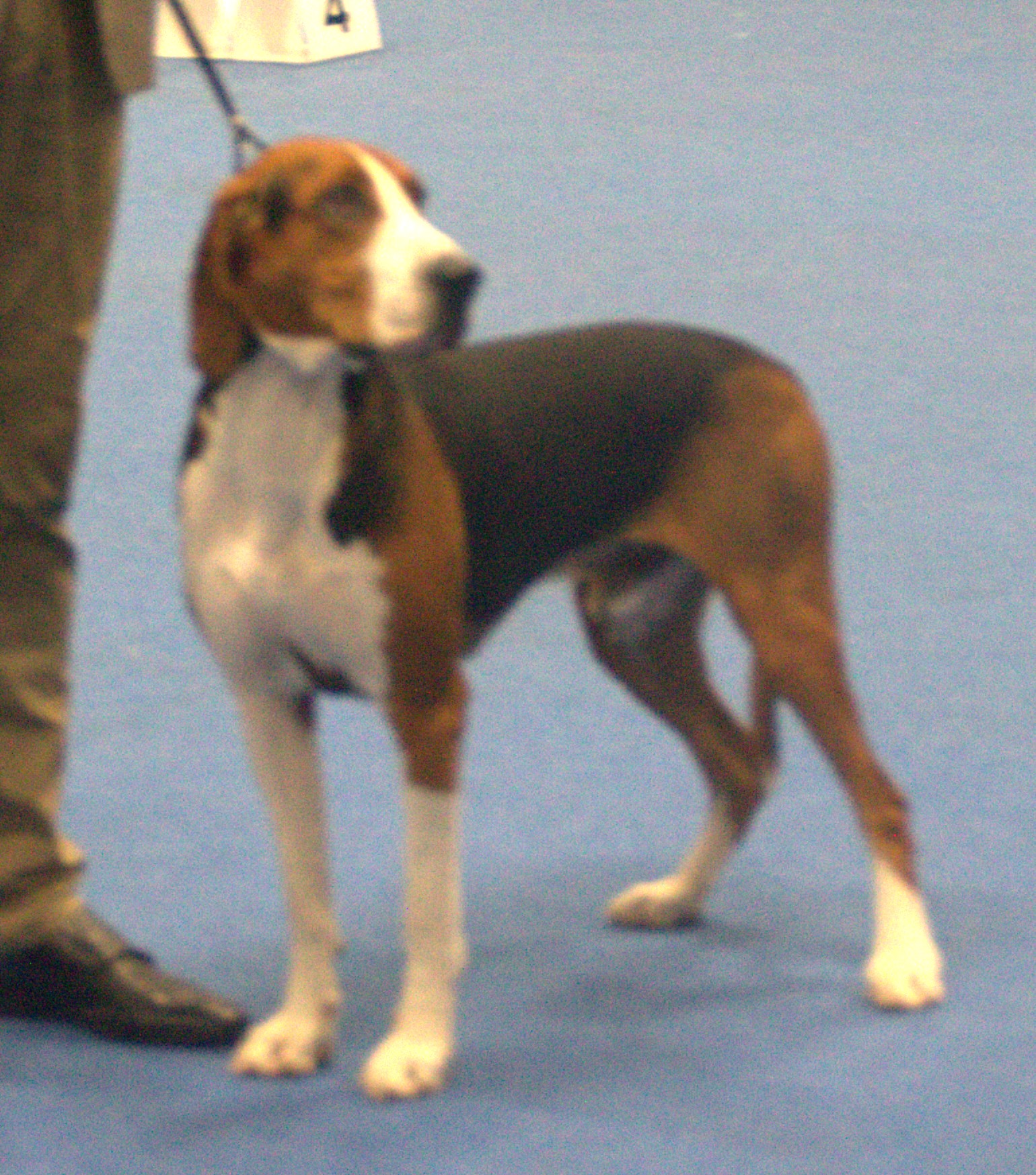 Photograph showing the Hamilton Hound breed