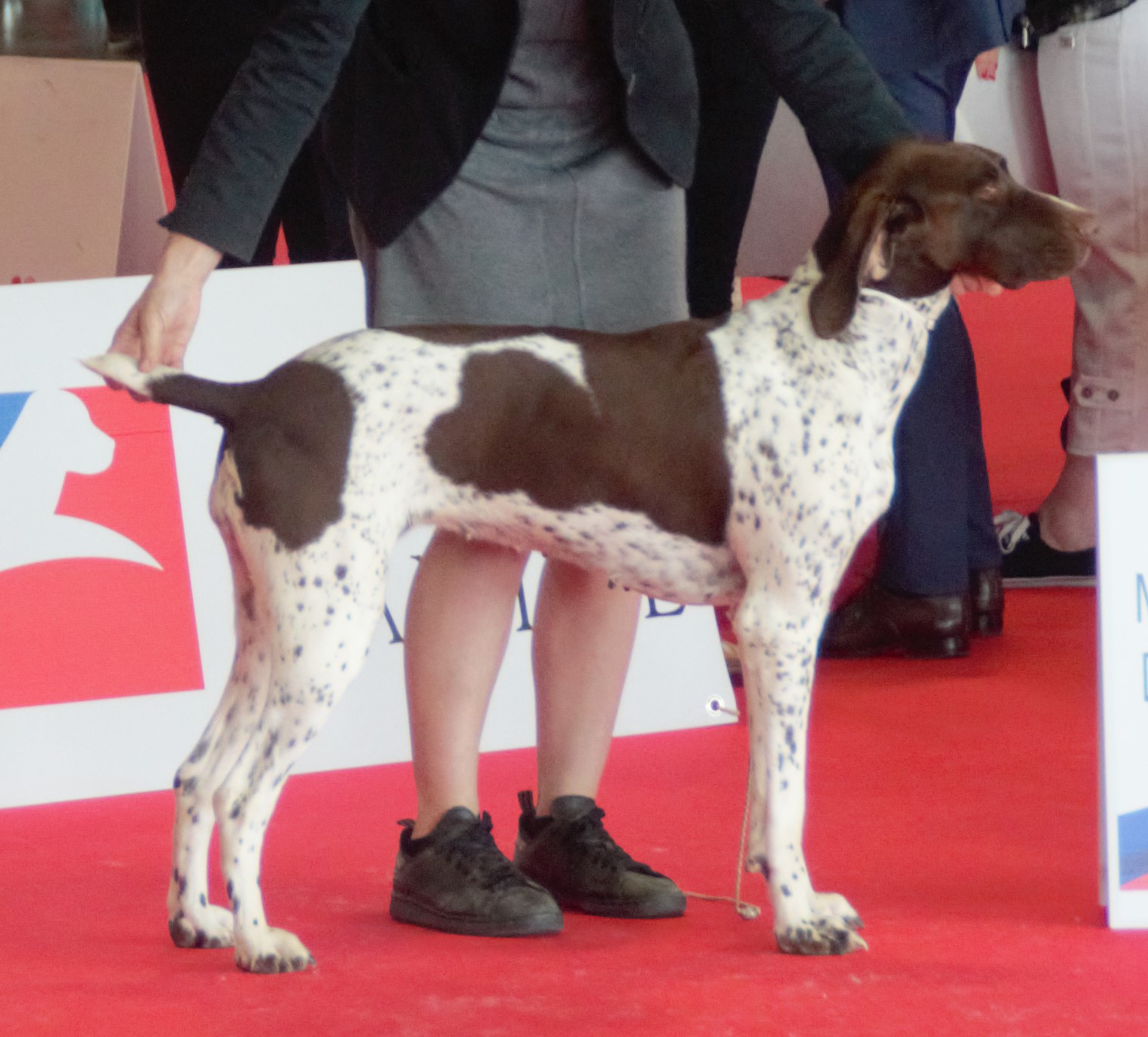 Photograph showing the French Pointer - Gascogne Type breed