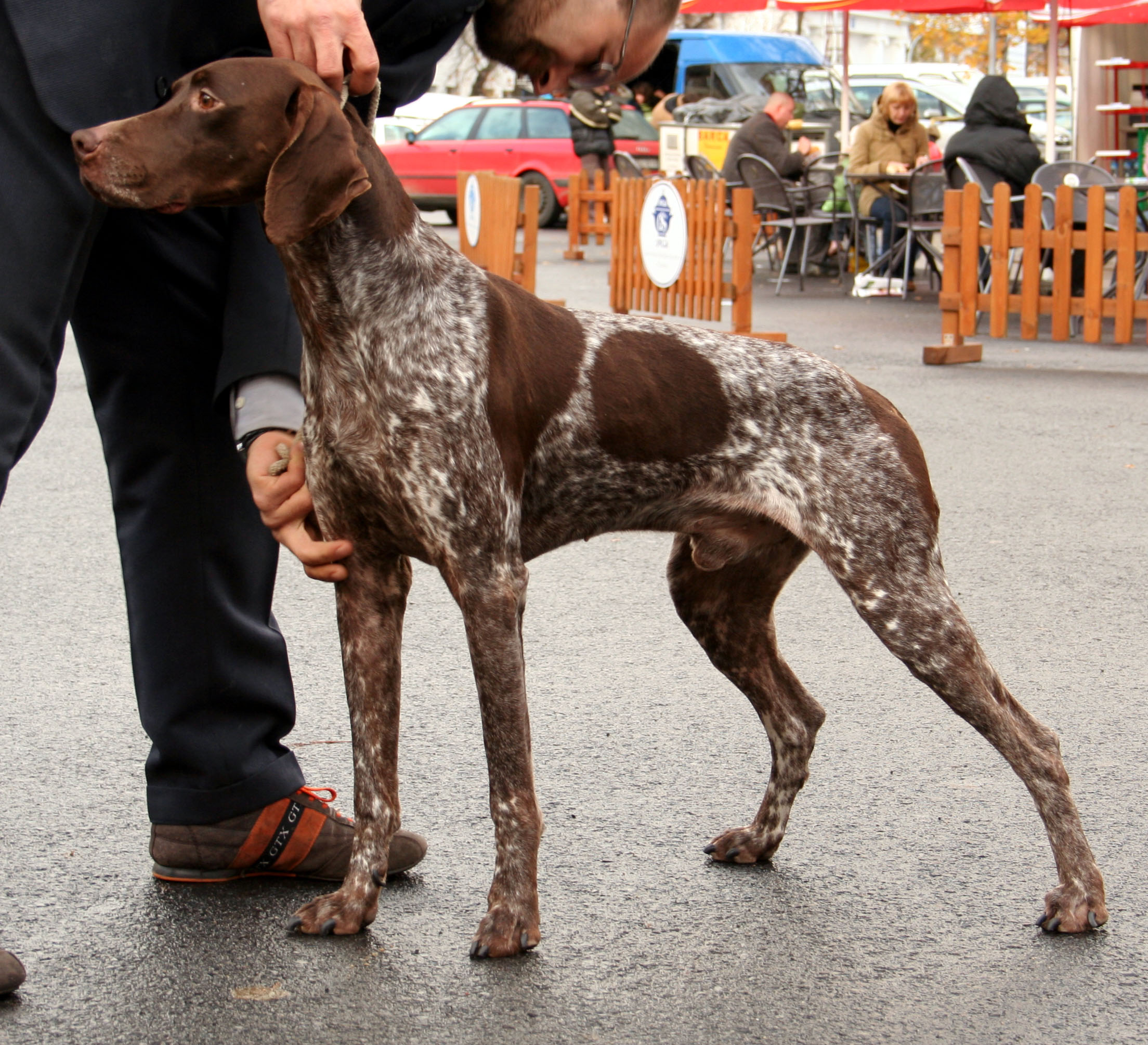 Photograph showing the French Pointer - Pyrenean Type breed