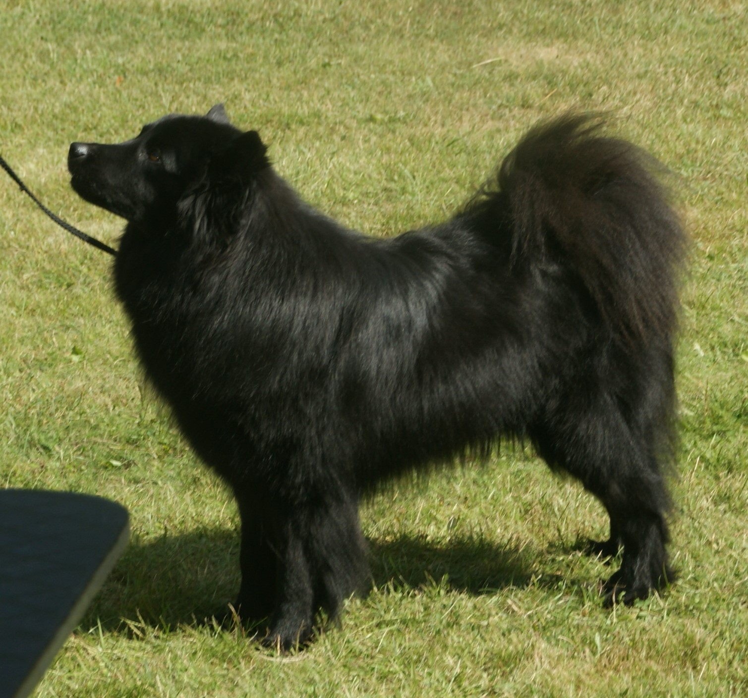 Photograph showing the Swedish Lapphund breed