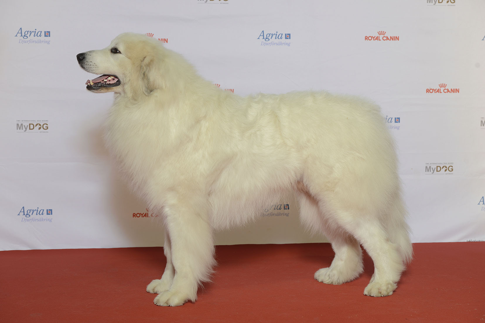 Photograph showing the Pyrenean Mountain Dog breed