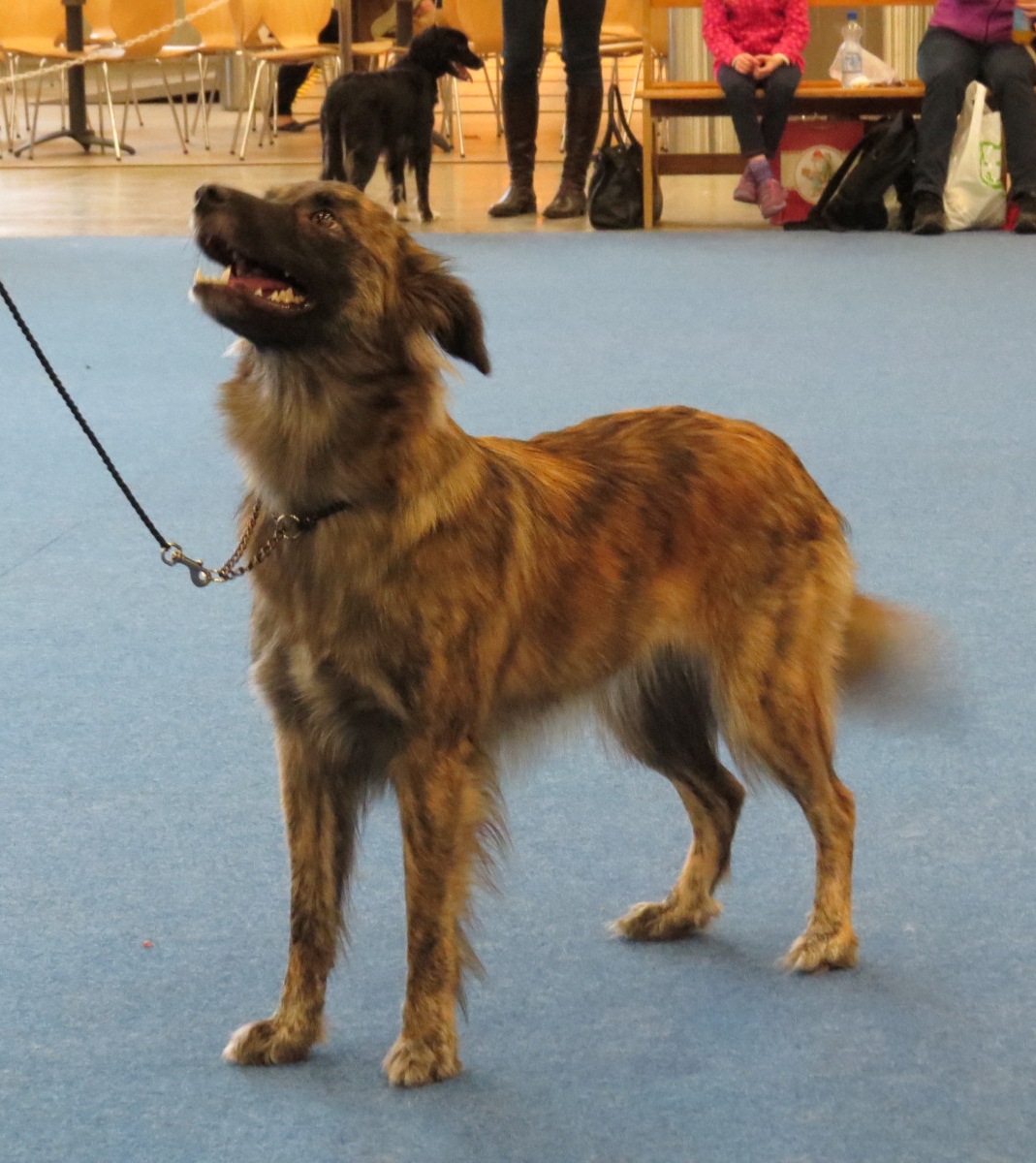 Photograph showing the Smooth-Faced Pyrenean Sheepdog breed