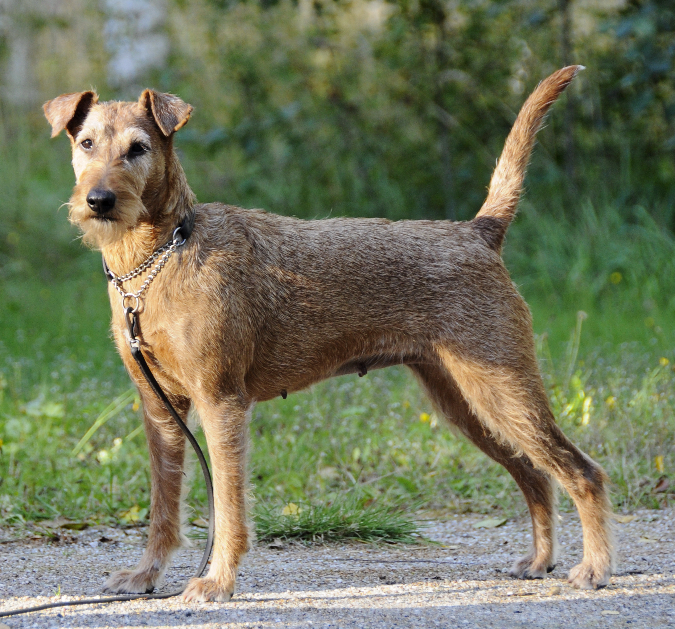 Photograph showing the Irish Terrier breed