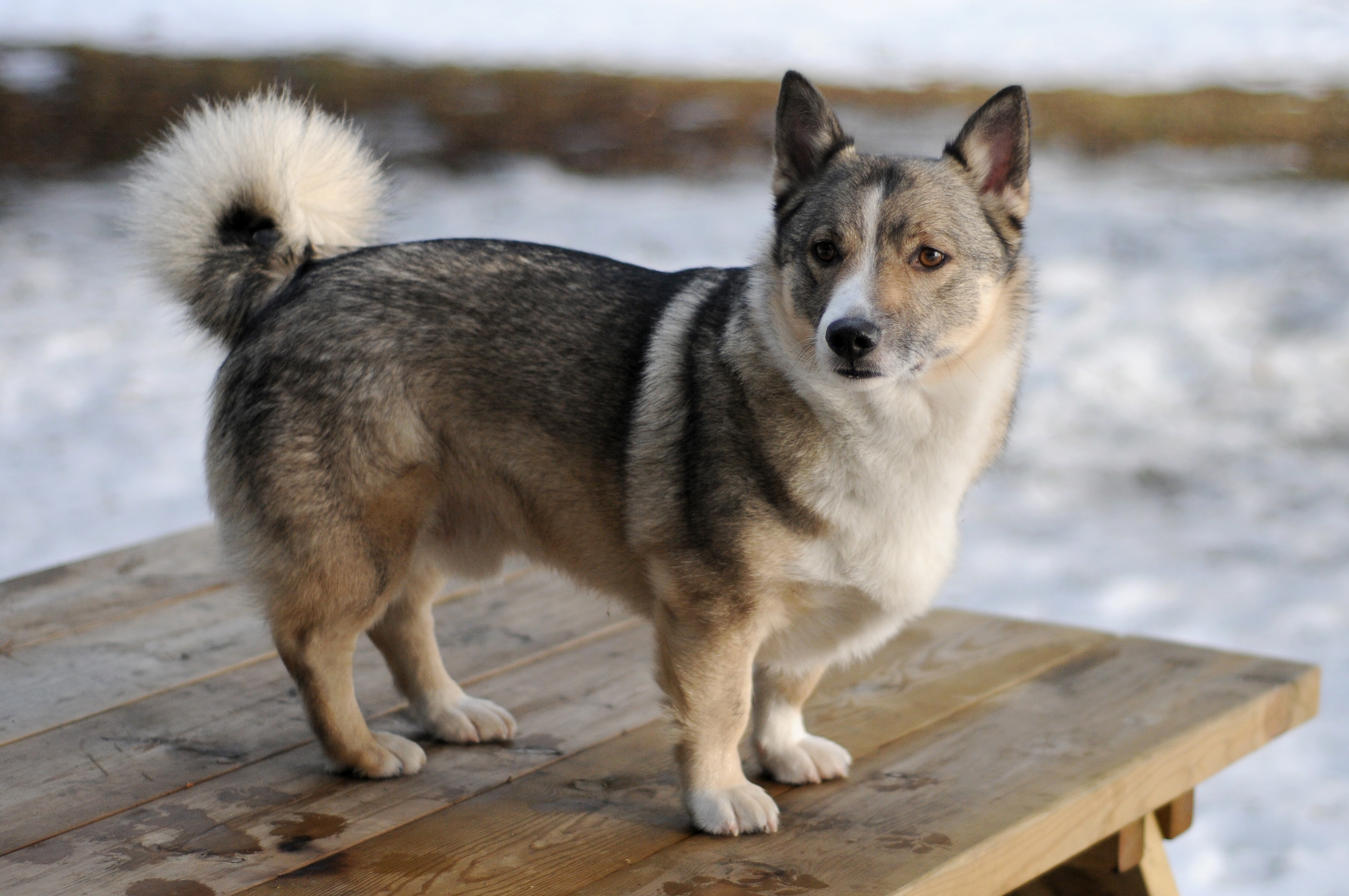 Photograph showing the Swedish Vallhund breed