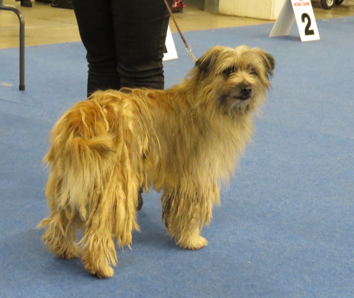 Photograph showing the Long-Haired Pyrenean Sheepdog breed