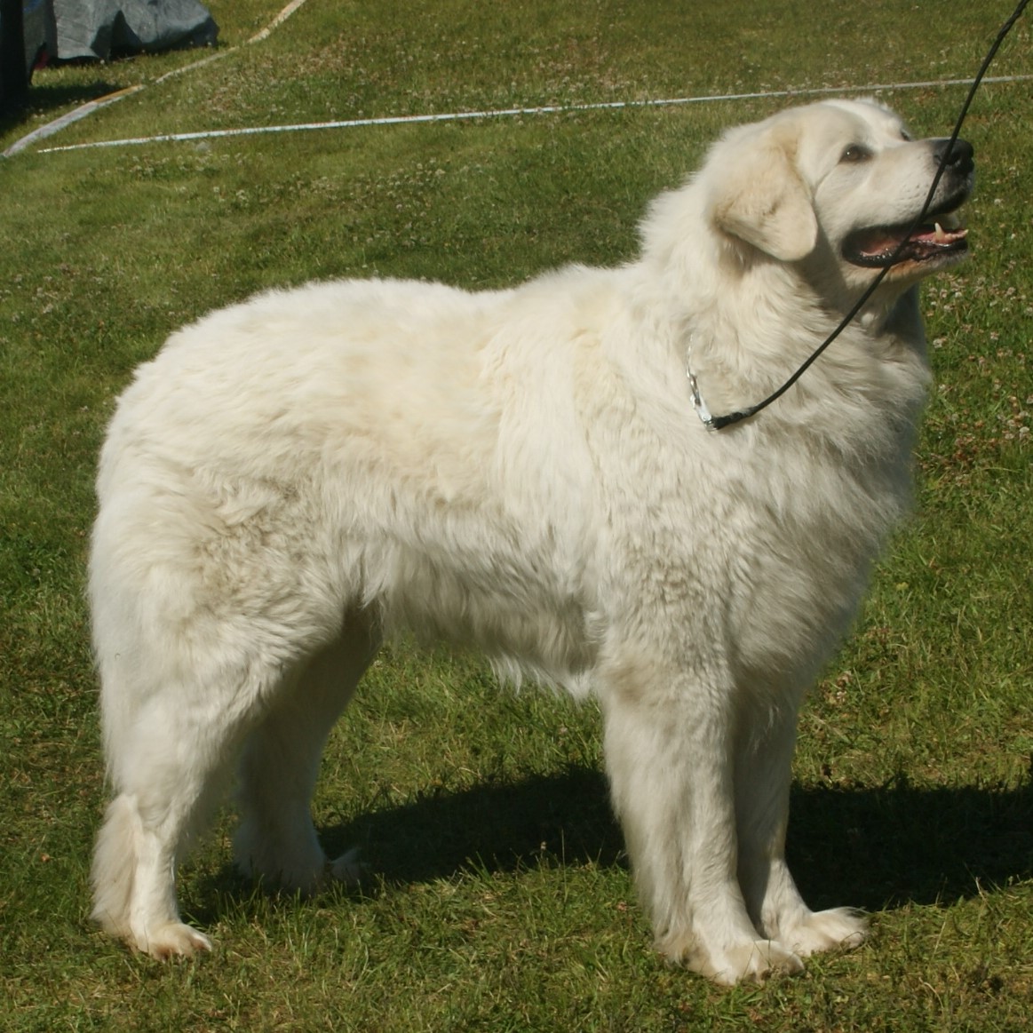 Photograph showing the Slovak Cuvac breed