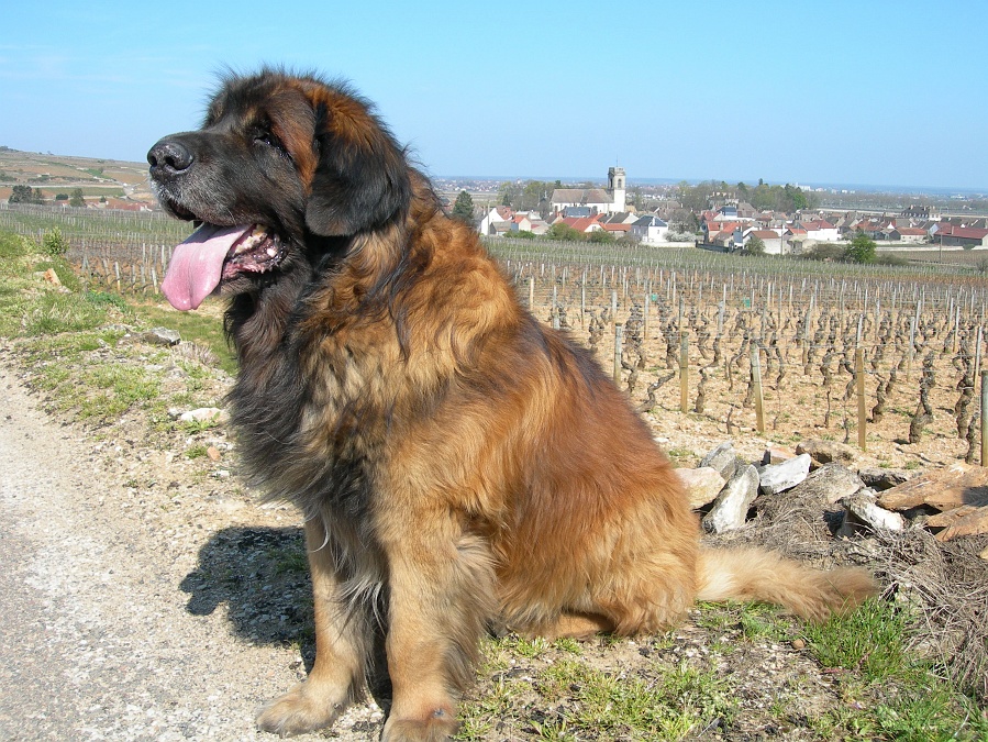 Photograph showing the Leonberger breed